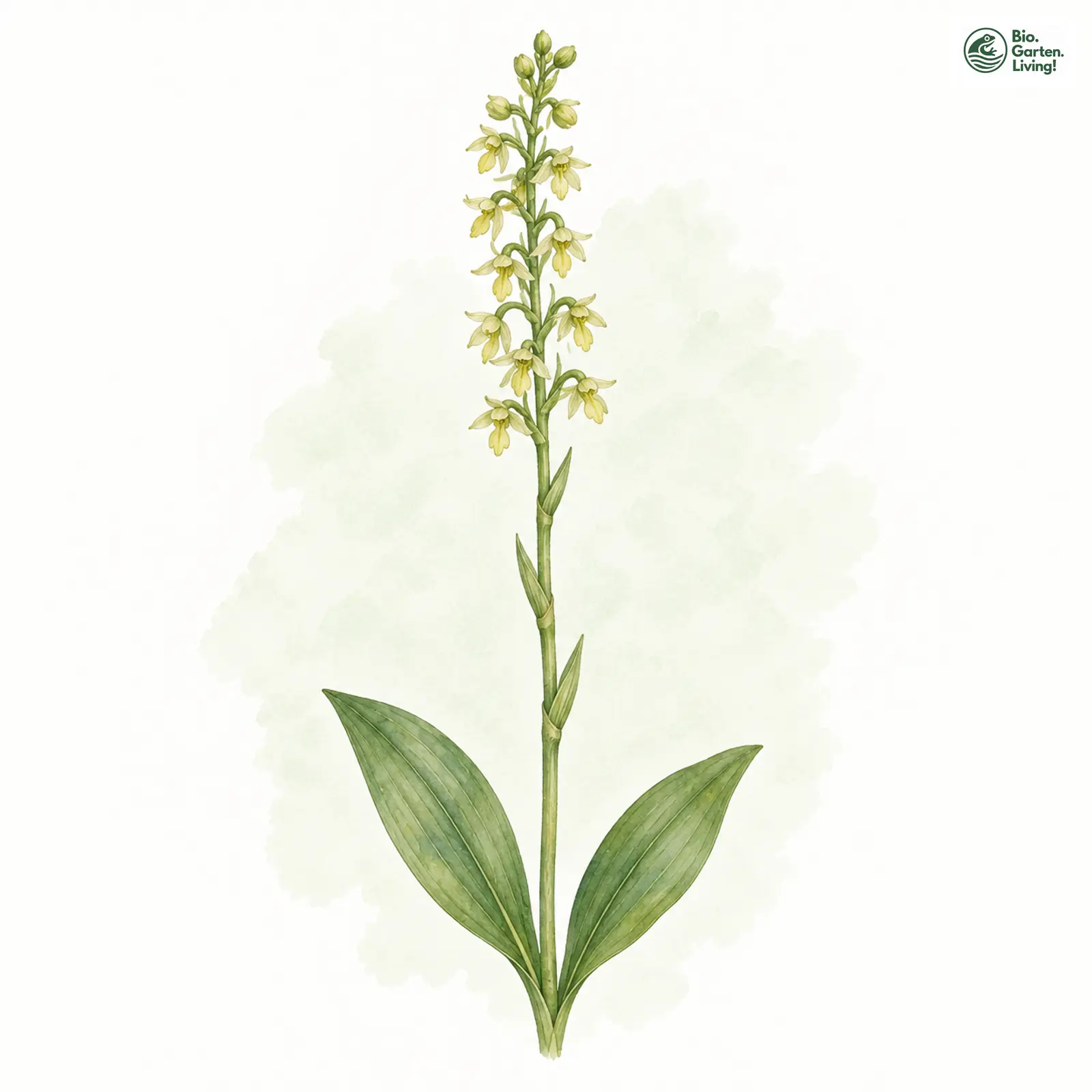 Aquarellzeichnung: Einknollige Honigorchis (Herminium monorchis)