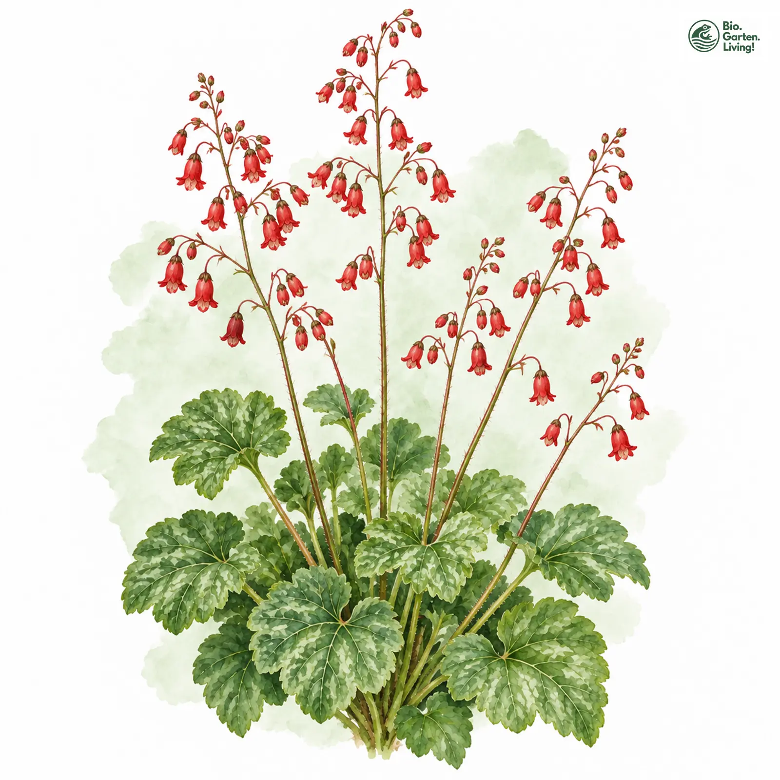Aquarellzeichnung: Blutrotes Purpurglöckchen (Heuchera sanguinea)