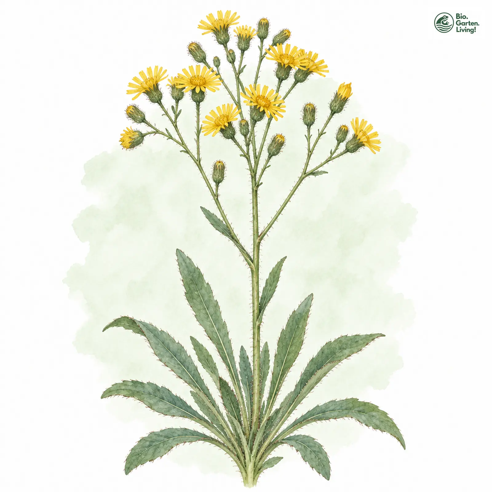 Aquarellzeichnung: Bauhin-Habichtskraut (Hieracium bauhini)