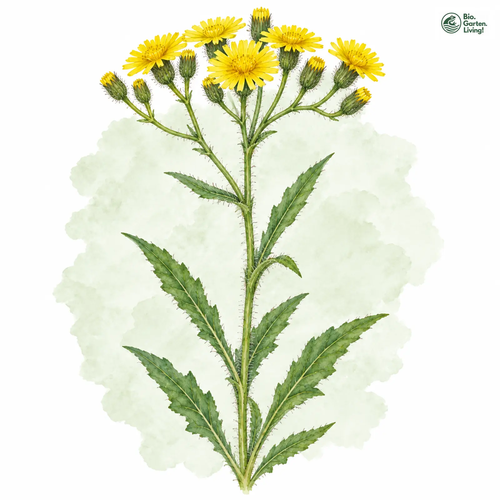 Aquarellzeichnung: Trugdoldiges Habichtskraut (Hieracium cymosum)