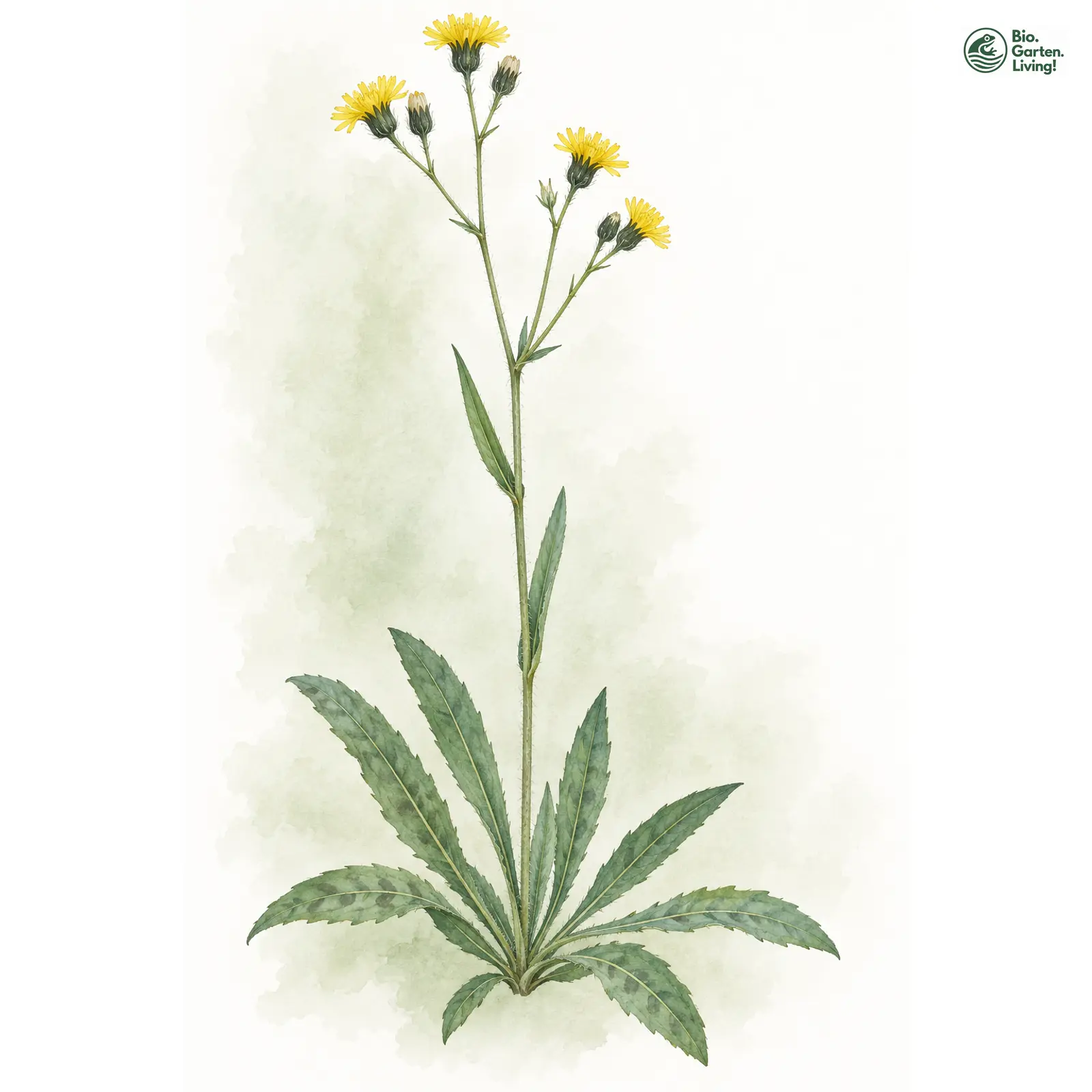 Aquarellzeichnung: Fränkisches Habichtskraut (Hieracium franconicum)