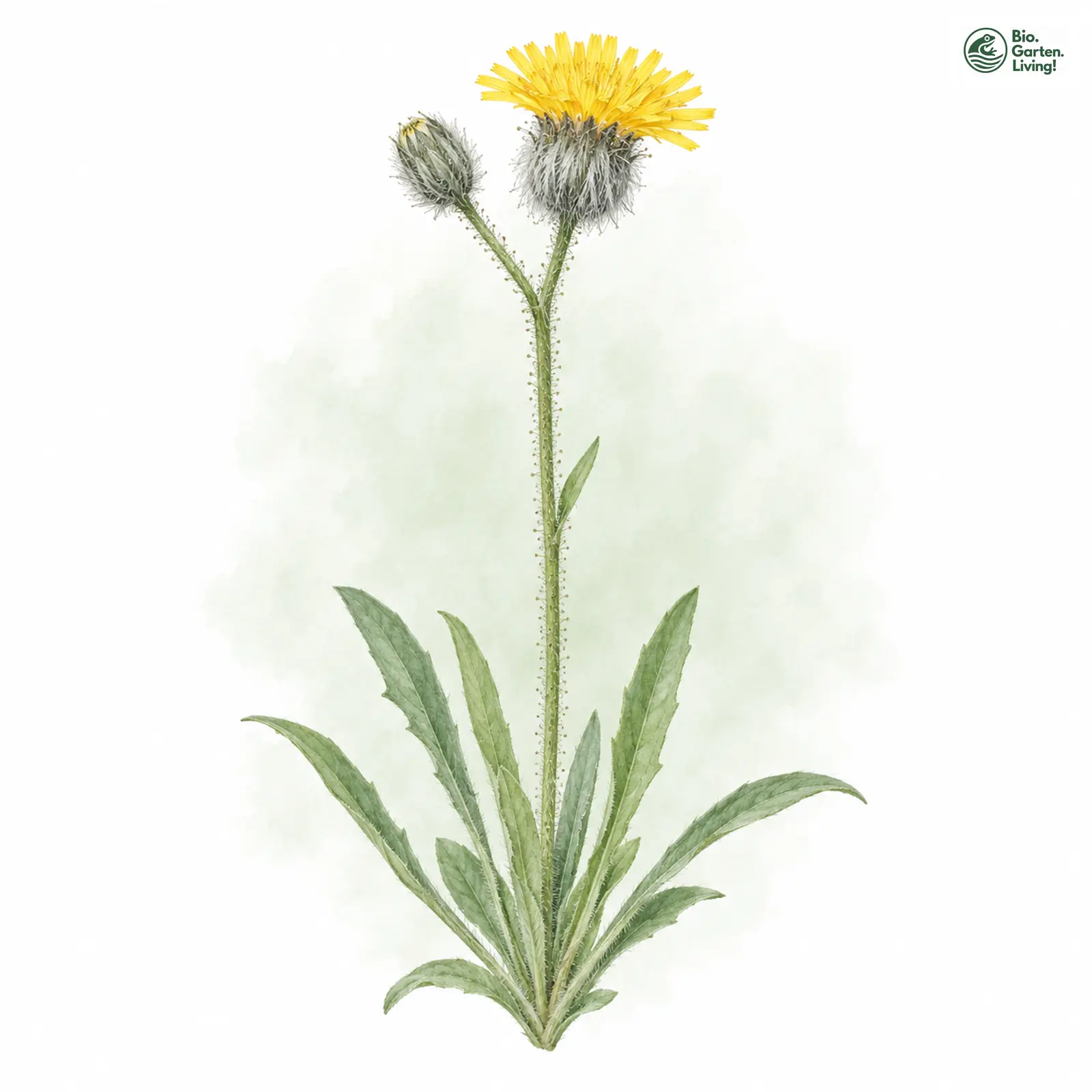 Aquarellzeichnung: Grauzottiges Habichtskraut (Hieracium glanduliferum)