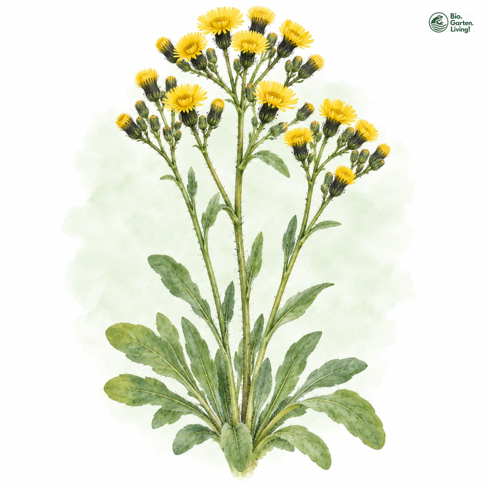 Aquarellzeichnung: Geknäueltköpfiges Habichtskraut (Hieracium glomeratum)