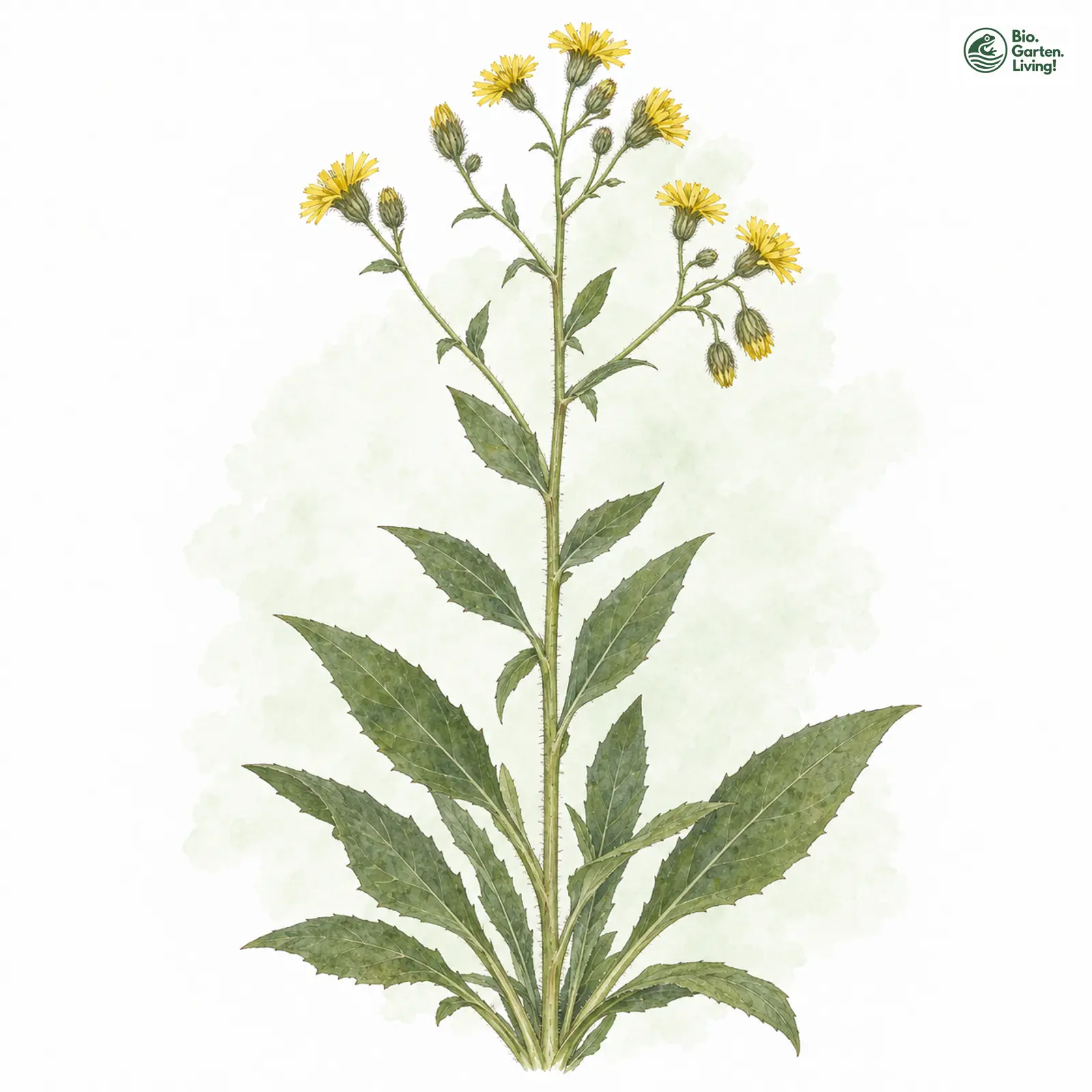 Aquarellzeichnung: Breitblättriges Habichtskraut (Hieracium neoplatyphyllum)