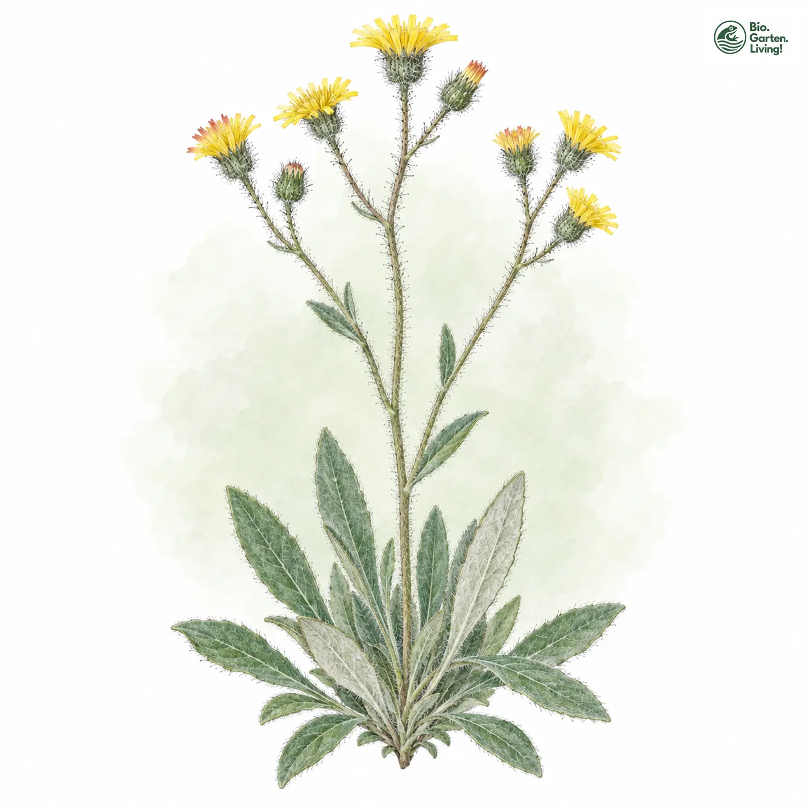 Aquarellzeichnung: Grauweißhäutiges Habichtskraut (Hieracium poliodermum)