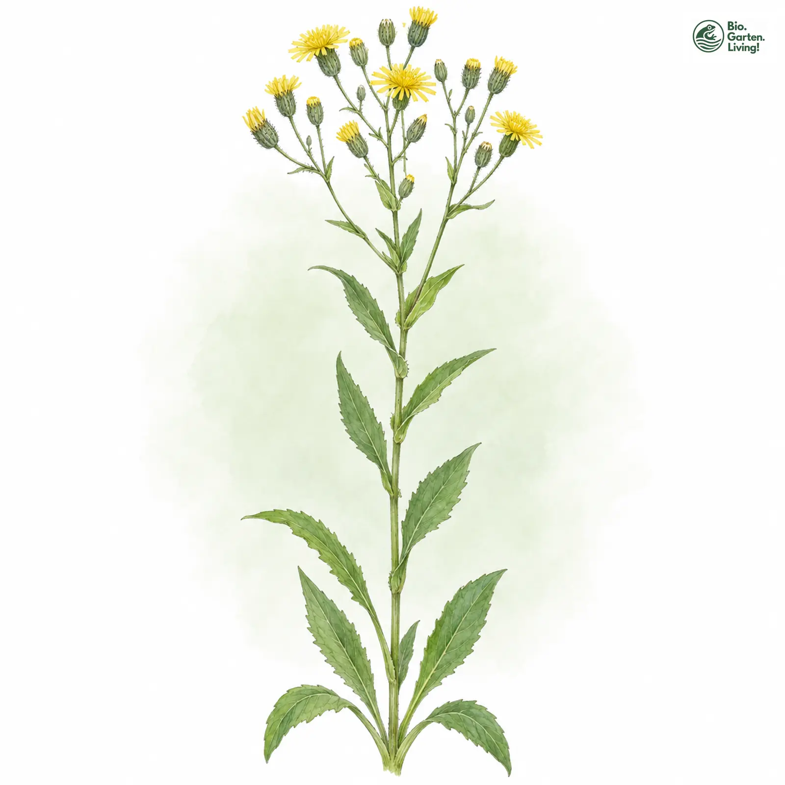 Aquarellzeichnung: Rapunzel-Habichtskraut (Hieracium rapunculoides)