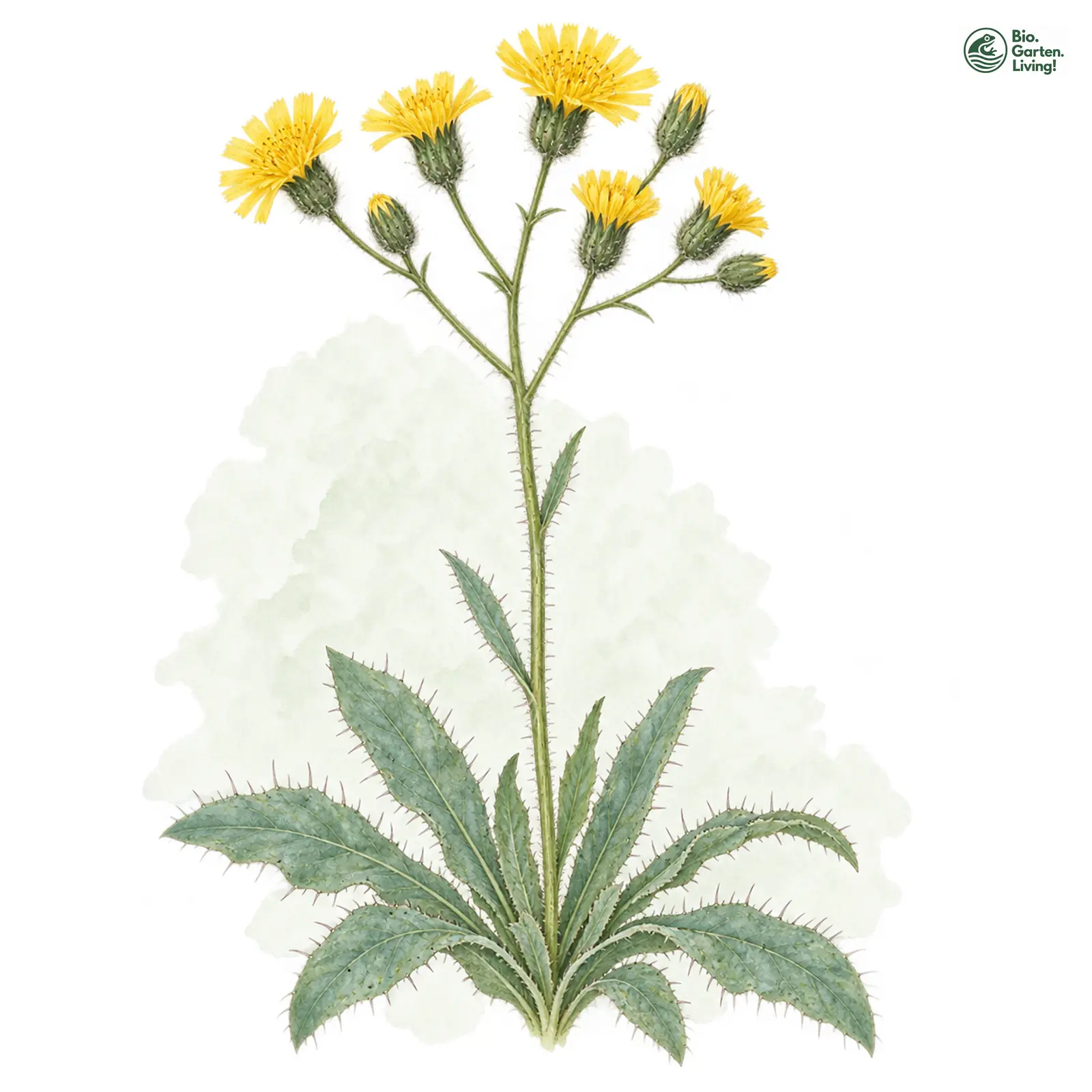 Aquarellzeichnung: Bleiches Habichtskraut (Hieracium schmidtii)