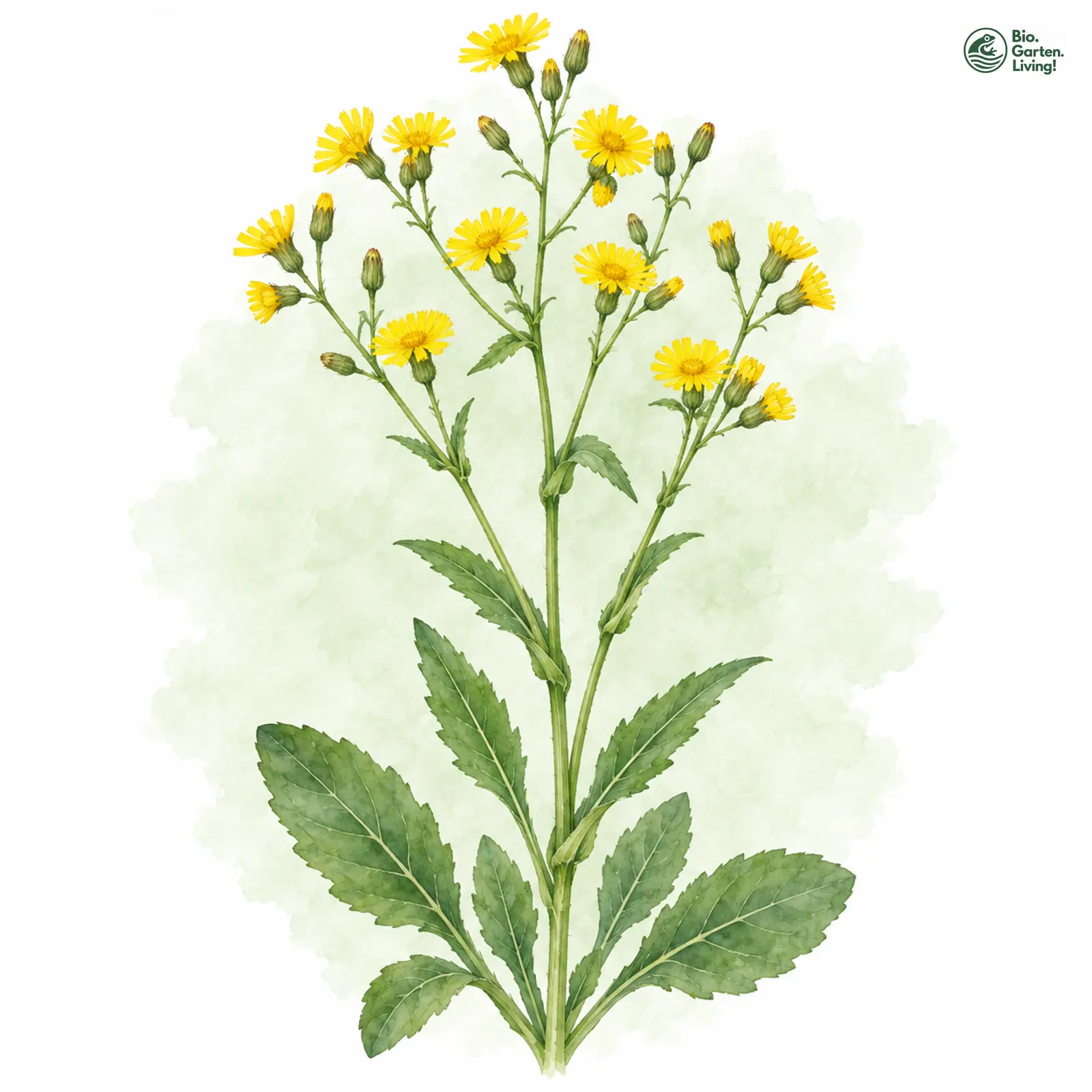 Aquarellzeichnung: Schattenliebendes Habichtskraut (Hieracium umbrosum)