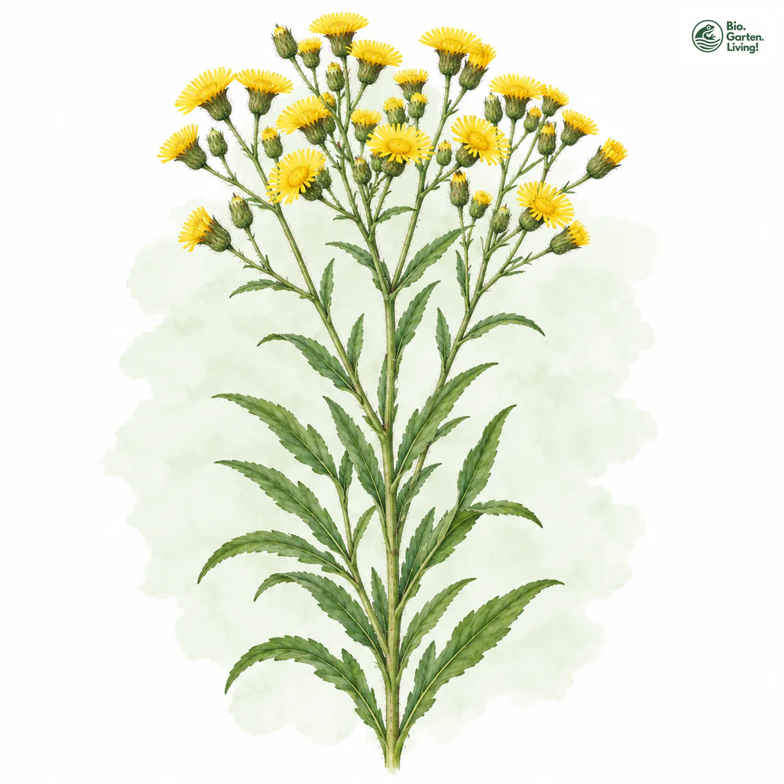 Aquarellzeichnung: Lorbeerartiges Habichtskraut (Hieracium vasconicum)