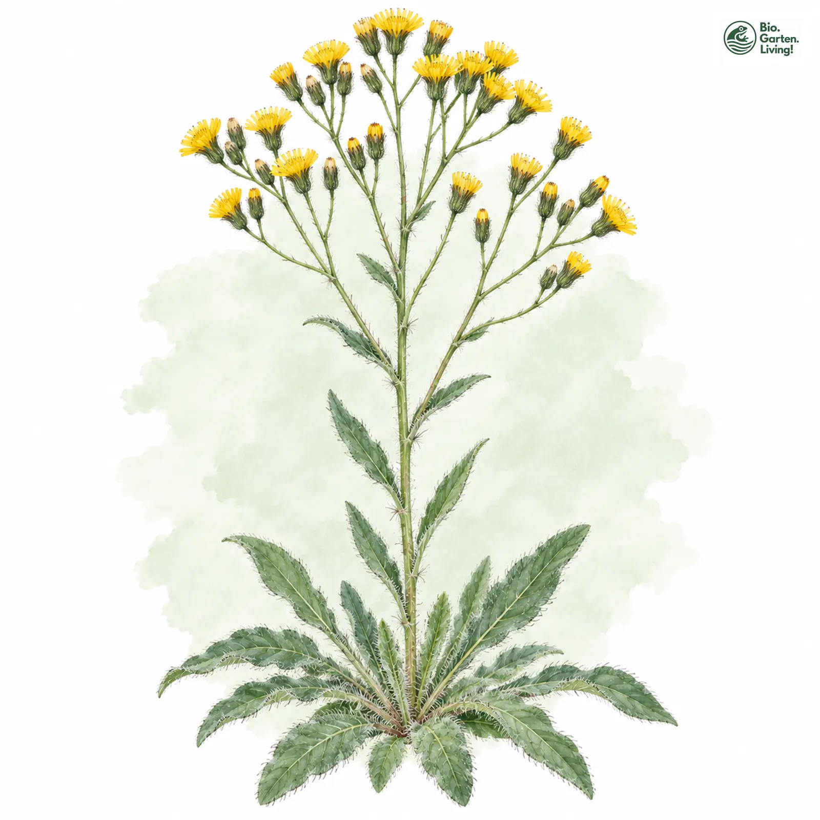 Aquarellzeichnung: Walter-Lang-Habichtskraut (Hieracium walteri-langii)
