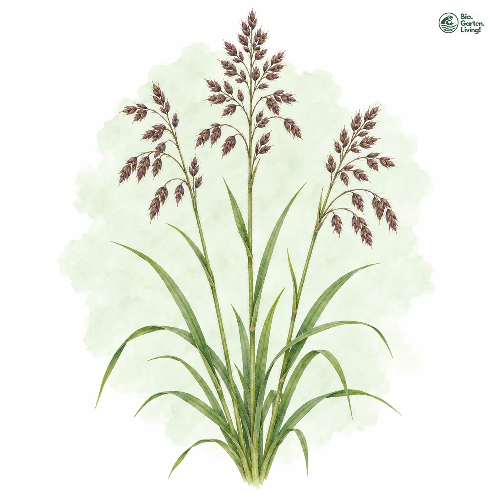 Aquarellzeichnung: Raues Mariengras (Hierochloe hirta)