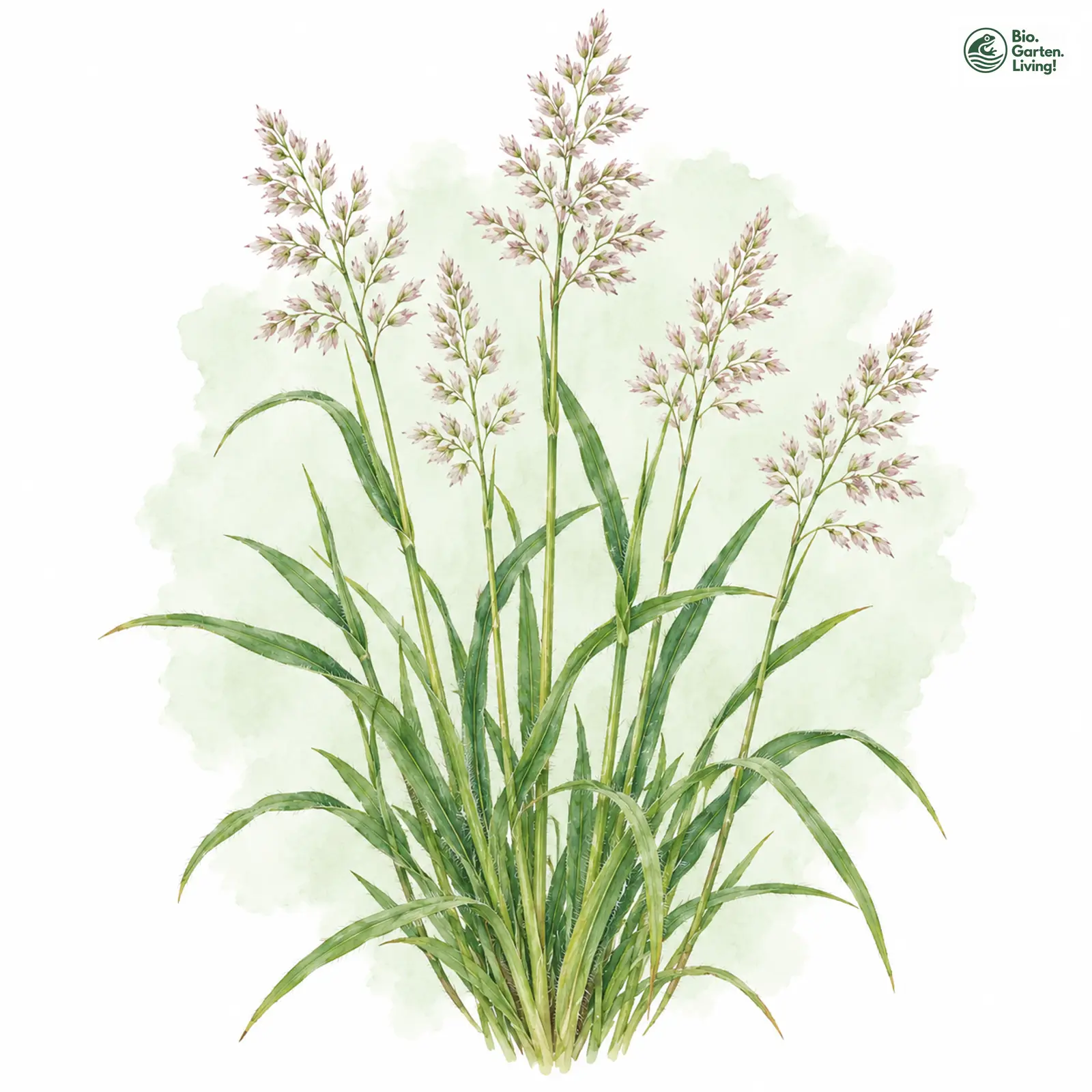 Aquarellzeichnung: Wolliges Honiggras (Holcus lanatus)