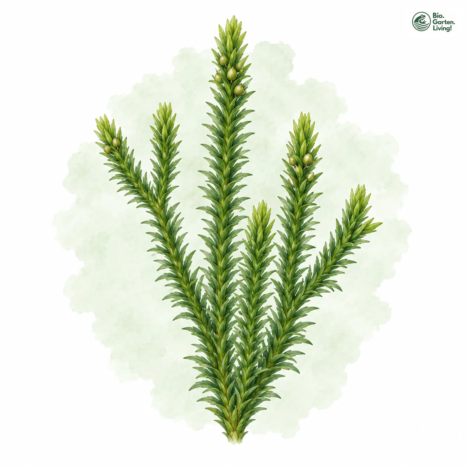 Aquarellzeichnung: Tannen-Teufelsklaue (Huperzia selago)