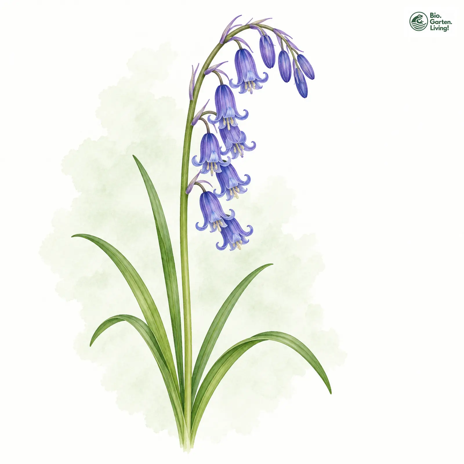 Aquarellzeichnung: Englisches Hasenglöckchen (Hyacinthoides non-scripta)