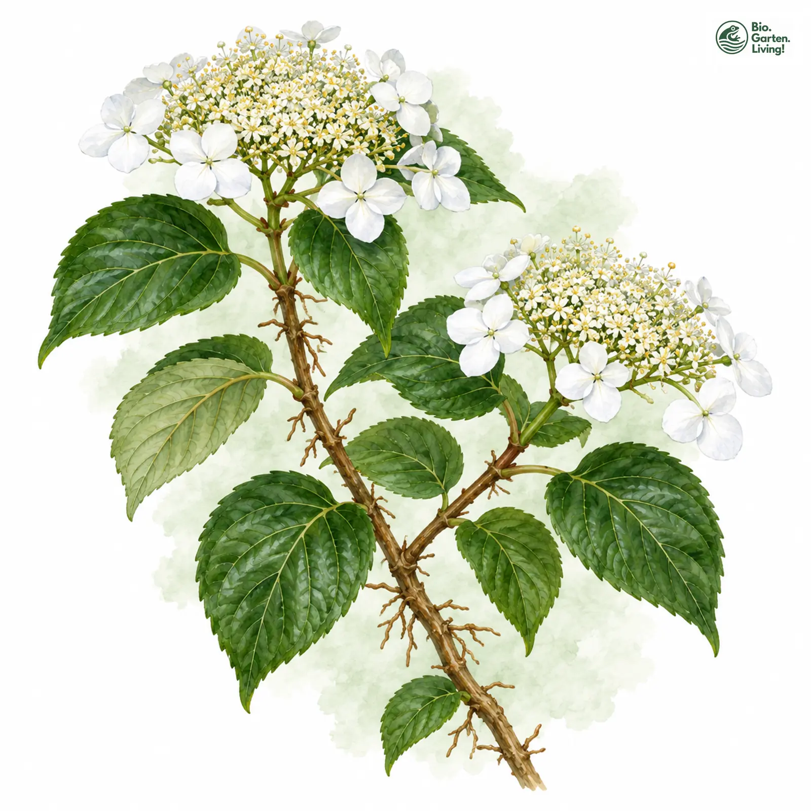 Aquarellzeichnung: Kletter-Hortensie (Hydrangea anomala subsp. petiolaris)