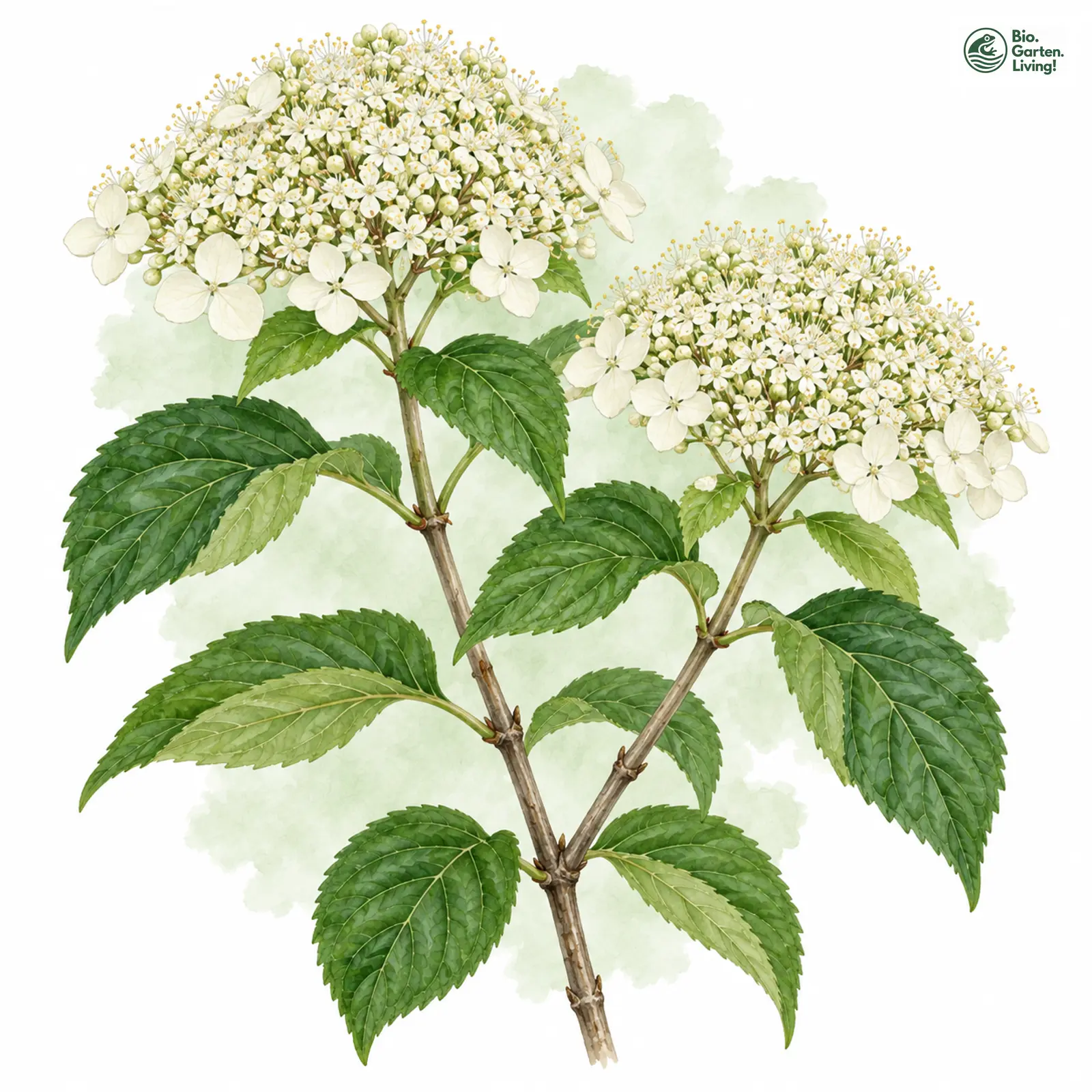 Aquarellzeichnung: Schneeball-Hortensie (Hydrangea arborescens)