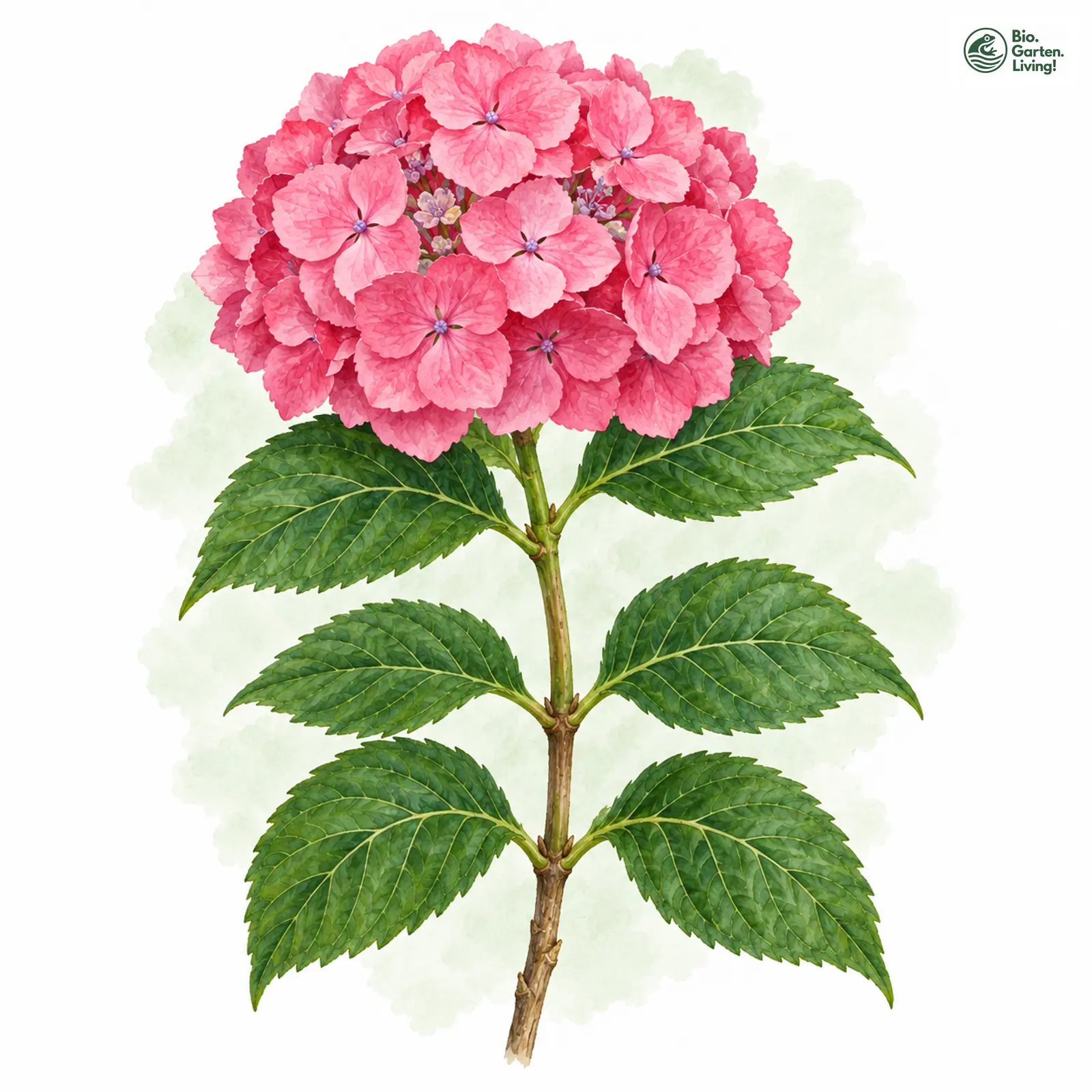 Aquarellzeichnung: Bauern-Hortensie (Hydrangea macrophylla)