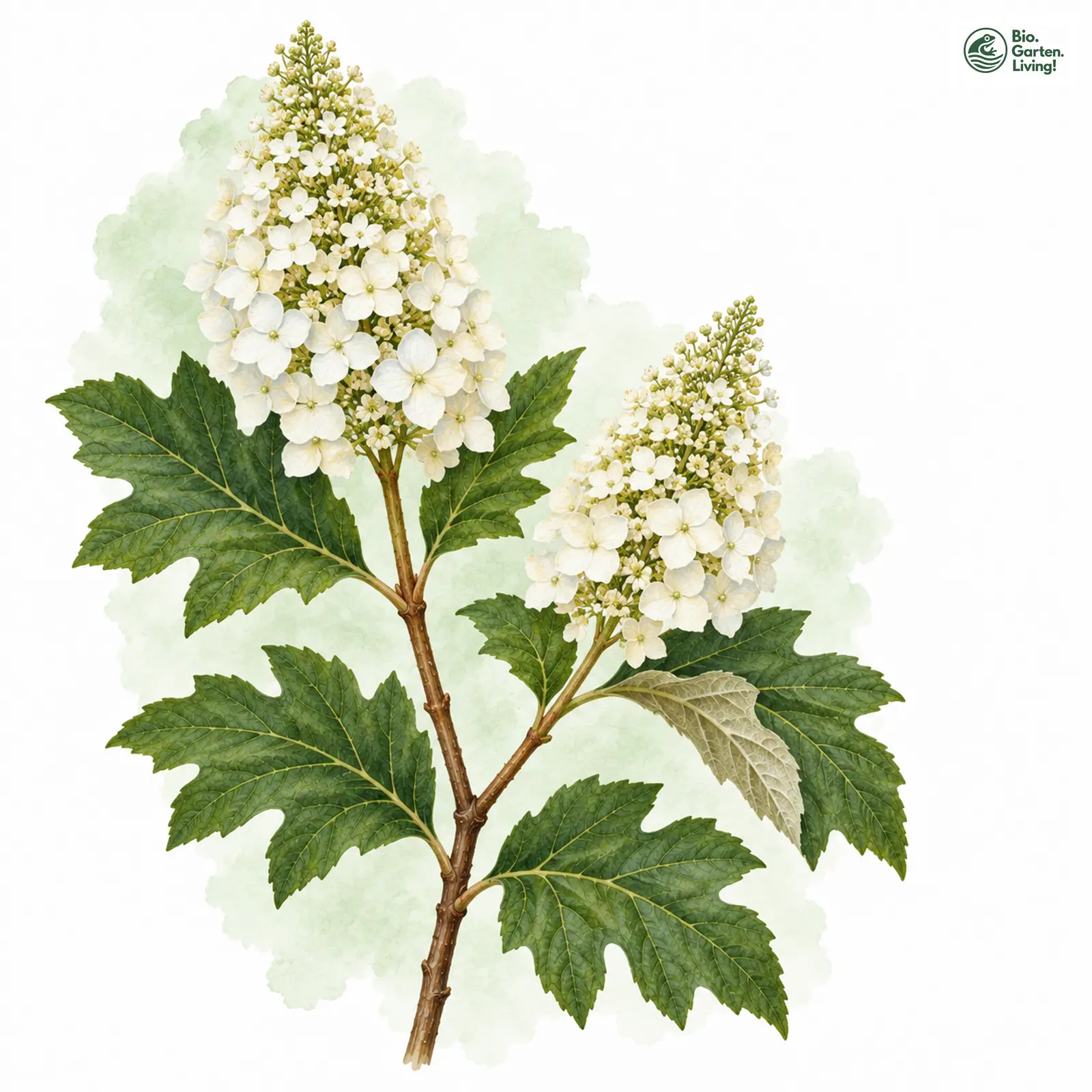 Aquarellzeichnung: Eichenblatt-Hortensie (Hydrangea quercifolia)