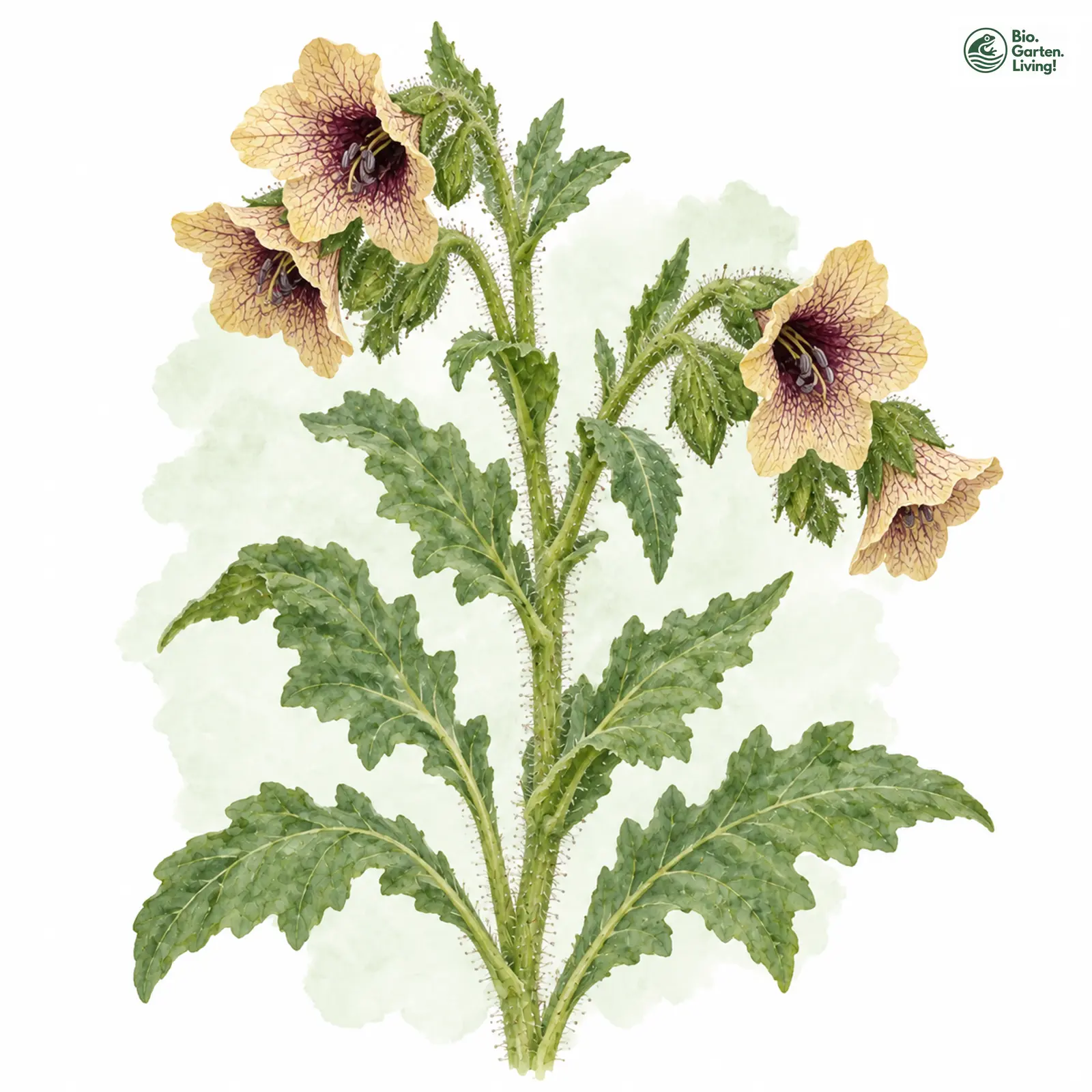 Aquarellzeichnung: Schwarzes Bilsenkraut (Hyoscyamus niger)