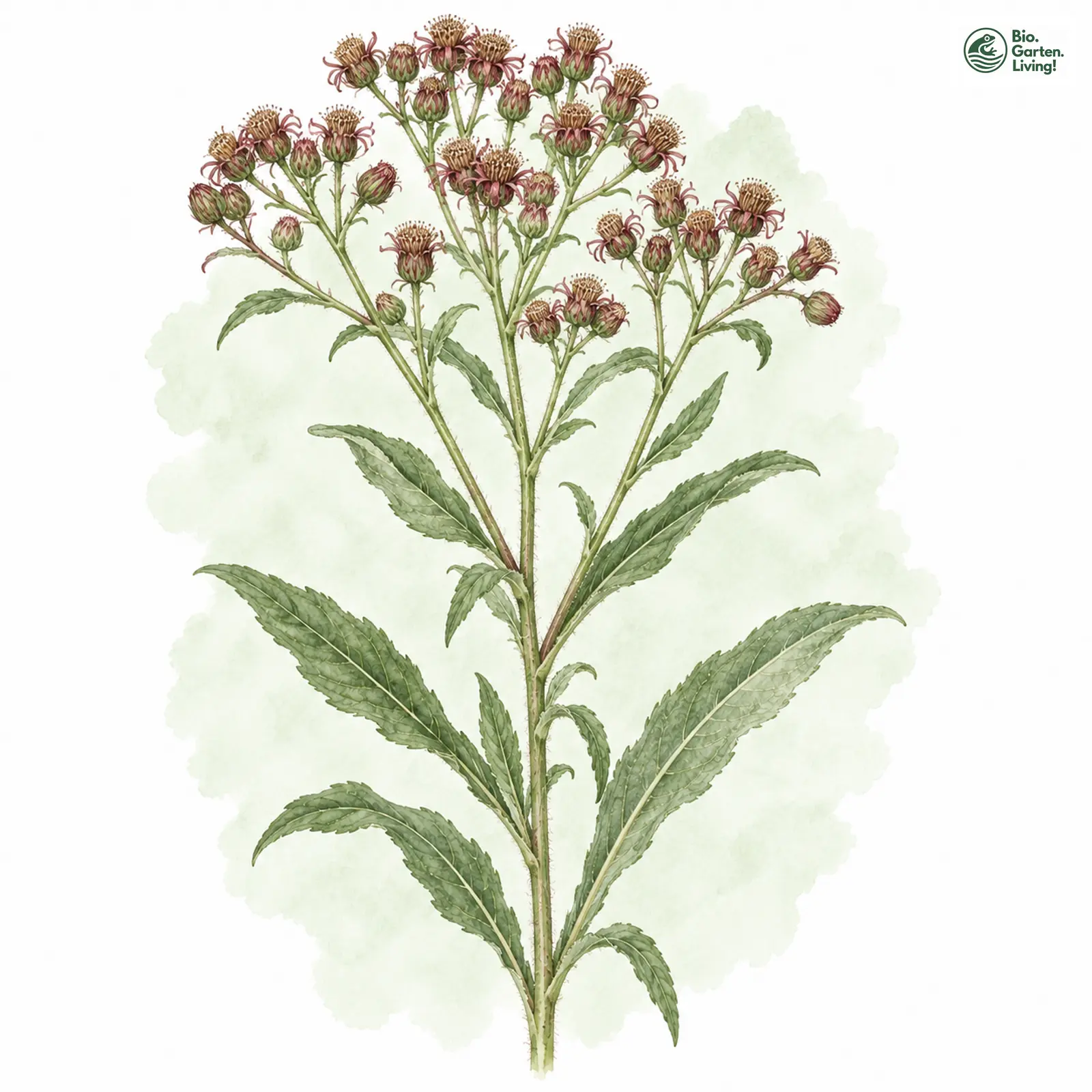 Aquarellzeichnung: Dürrwurz-Alant (Inula conyzae)