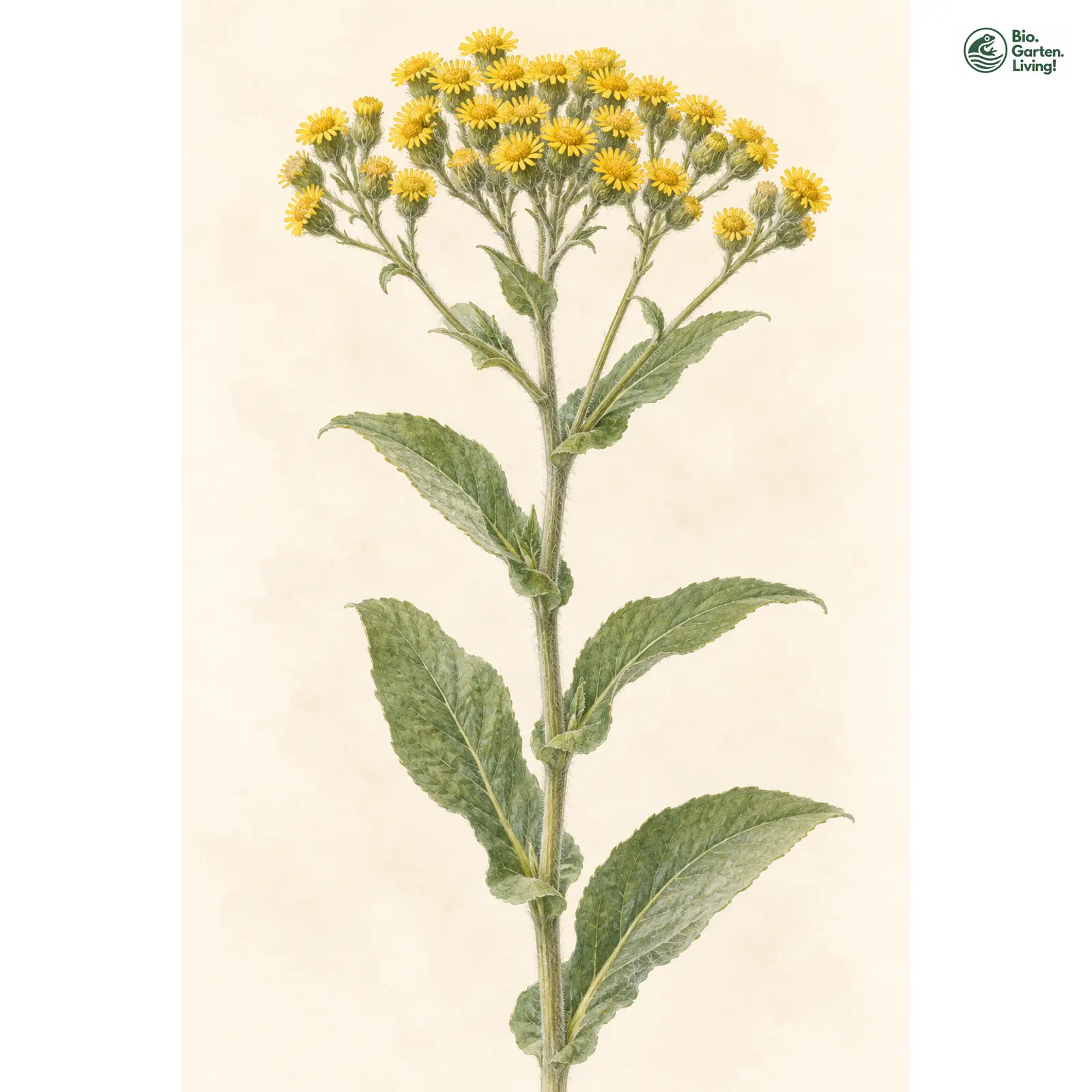 Aquarellzeichnung: Deutscher Alant (Inula germanica)