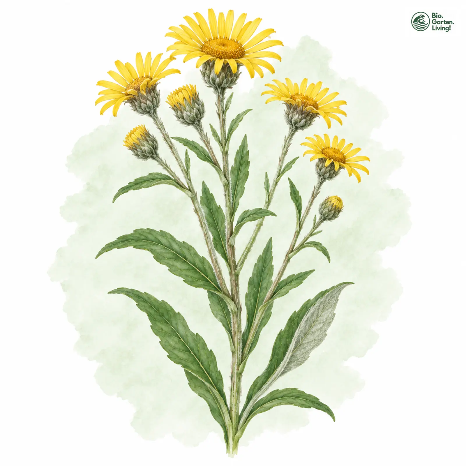 Aquarellzeichnung: Schweizer Alant (Inula helvetica)