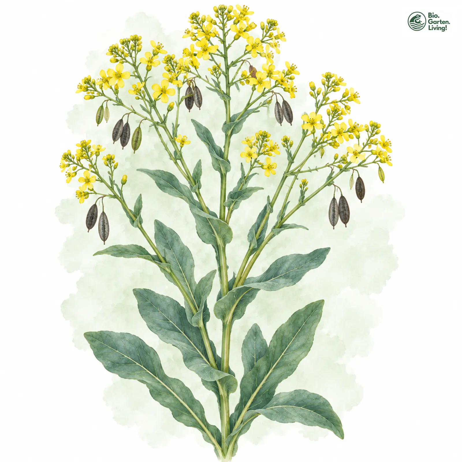 Aquarellzeichnung: Färber-Waid (Isatis tinctoria)