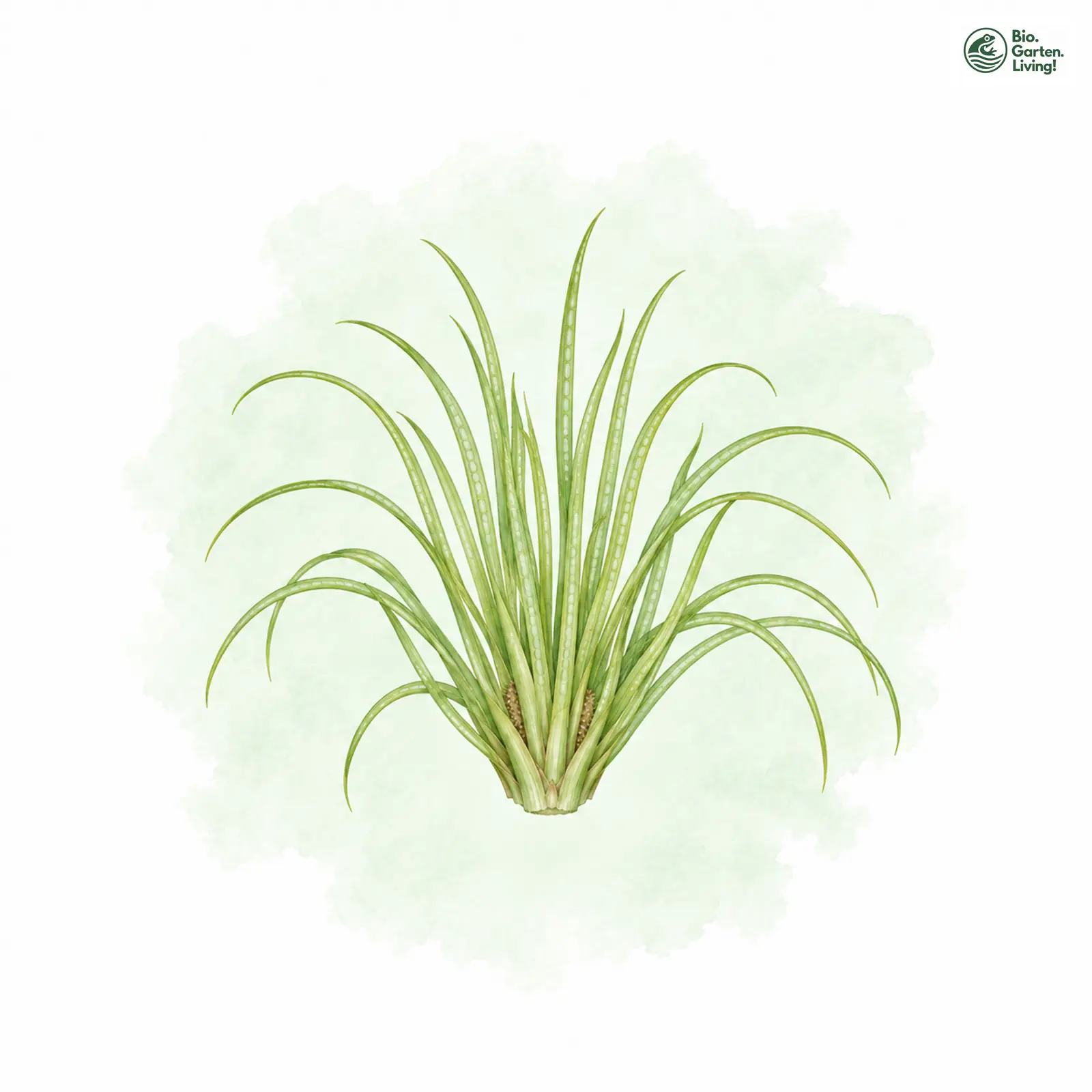 Aquarellzeichnung: Igelsporiges Brachsenkraut (Isoetes echinospora)