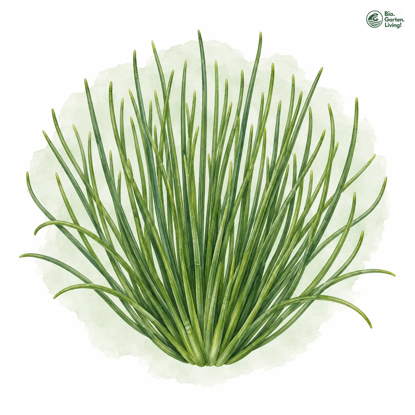 Aquarellzeichnung: Gewöhnliches Brachsenkraut (Isoetes lacustris)