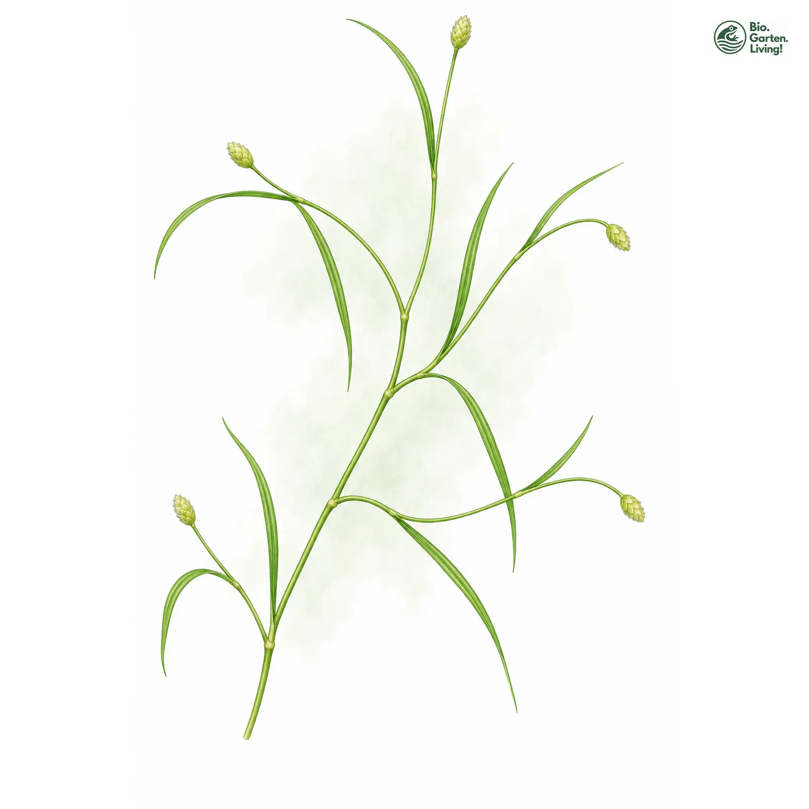 Aquarellzeichnung: Flutende Schuppensimse (Isolepis fluitans)