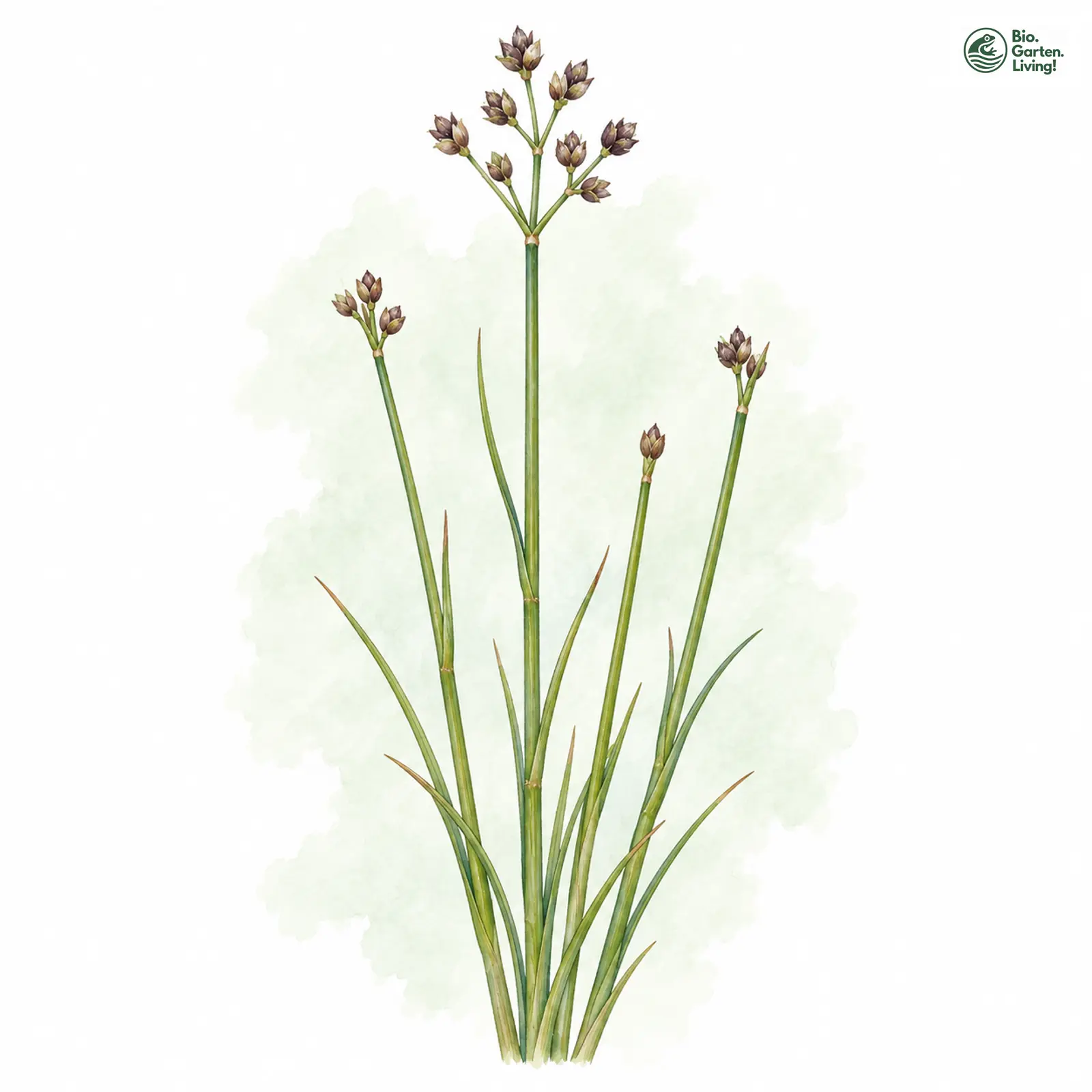 Aquarellzeichnung: Alpen-Binse (Juncus alpinoarticulatus)