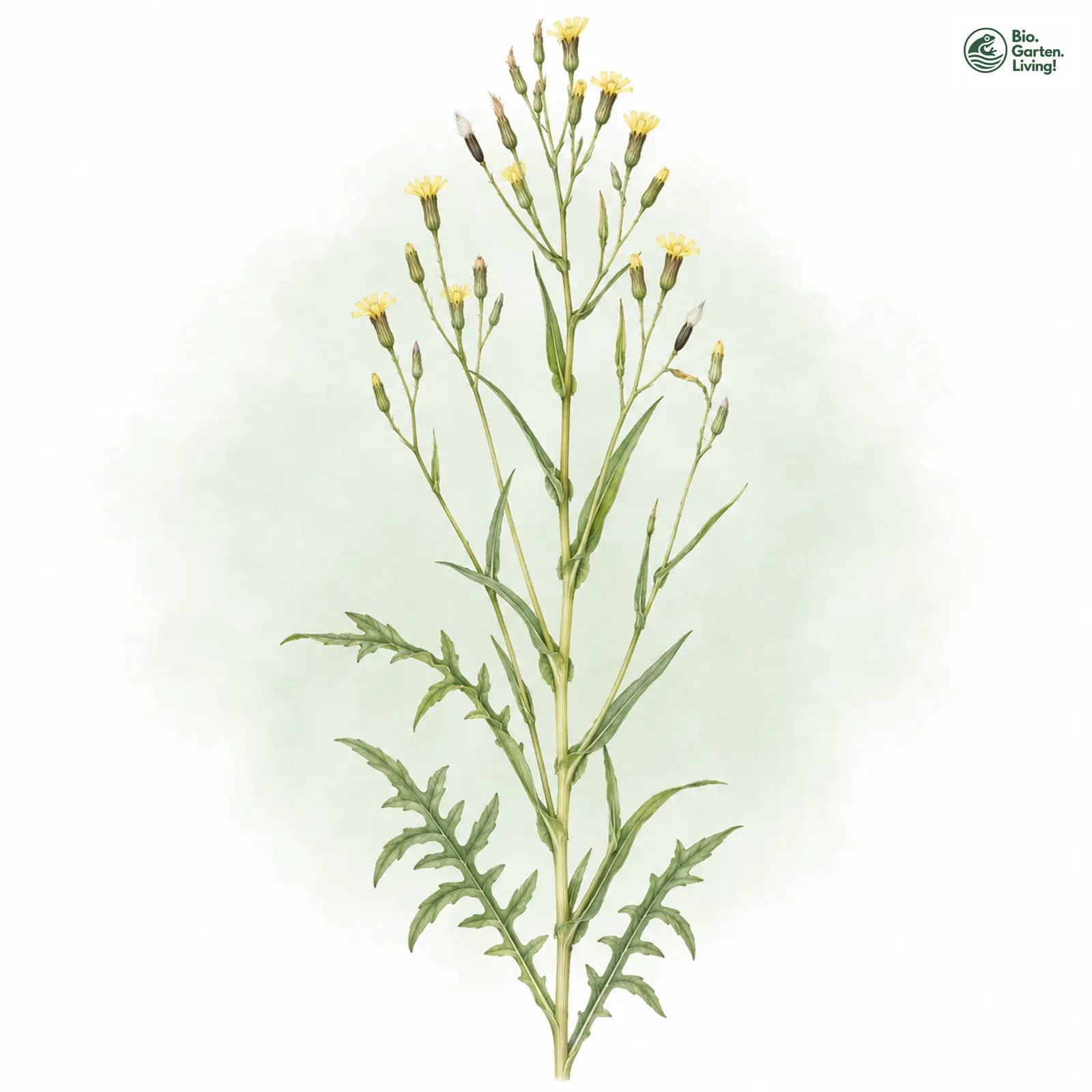Aquarellzeichnung: Ruten-Lattich (Lactuca viminea)