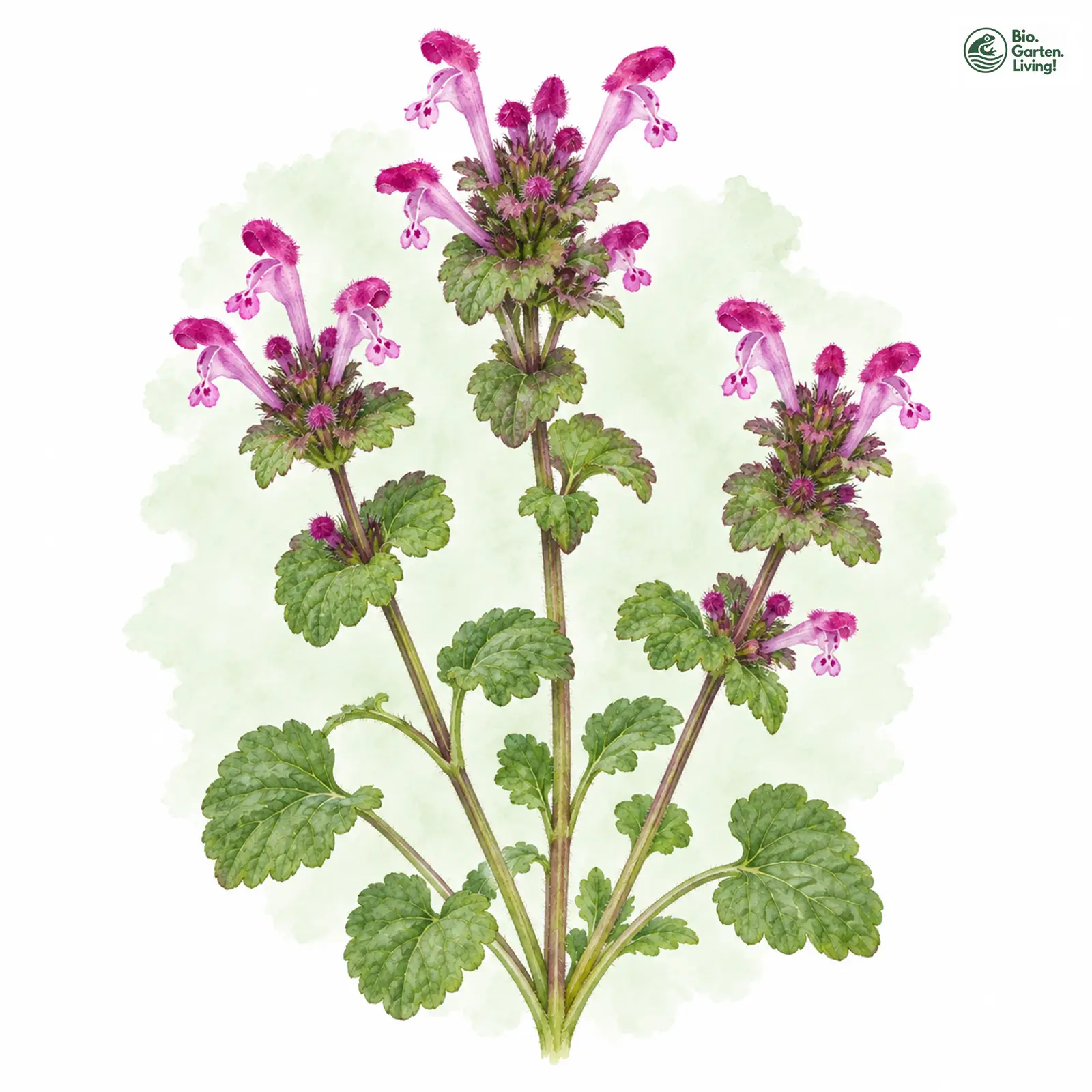 Aquarellzeichnung: Stängelumfassende Taubnessel (Lamium amplexicaule)