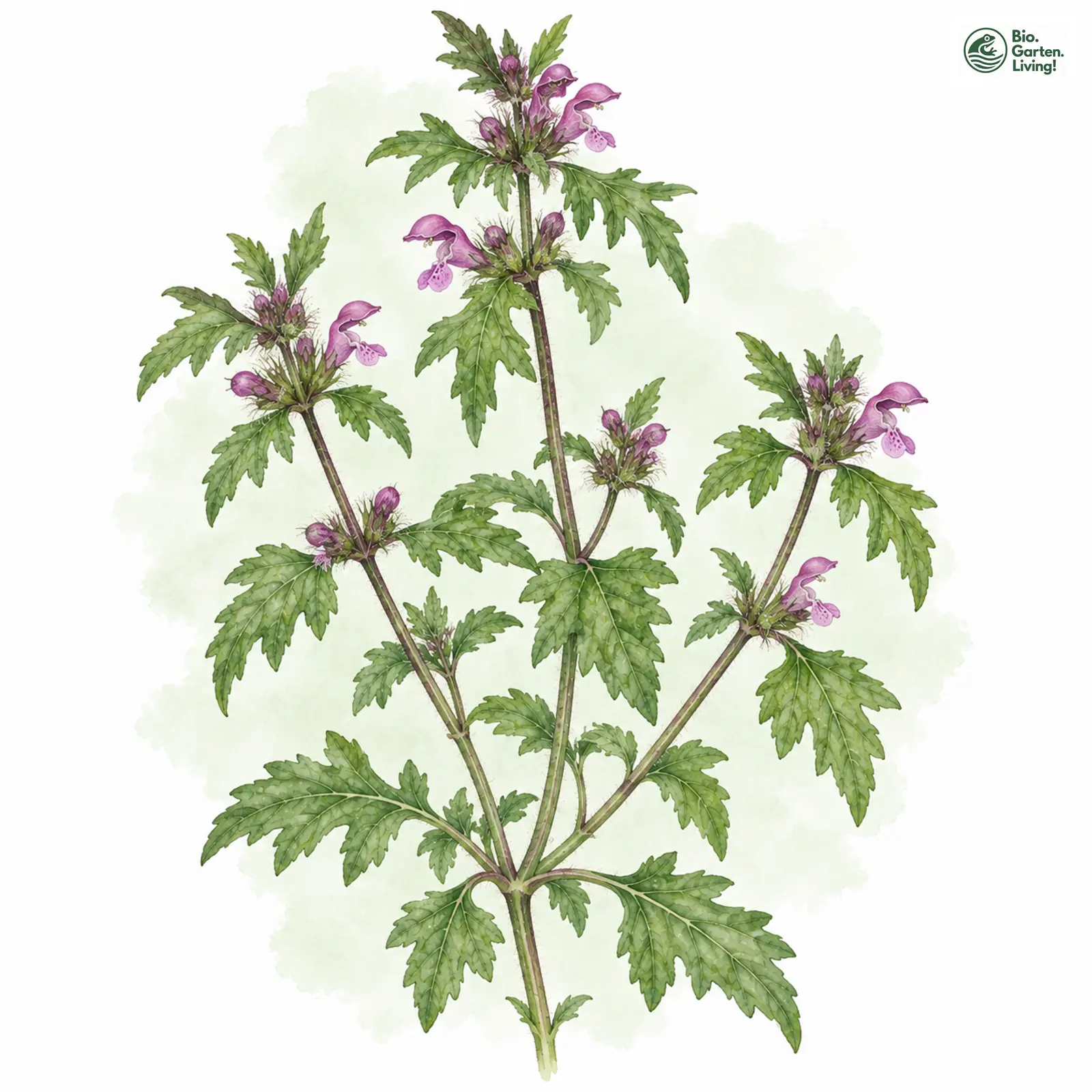 Aquarellzeichnung: Eingeschnittene Taubnessel (Lamium hybridum (im engeren Sinne))