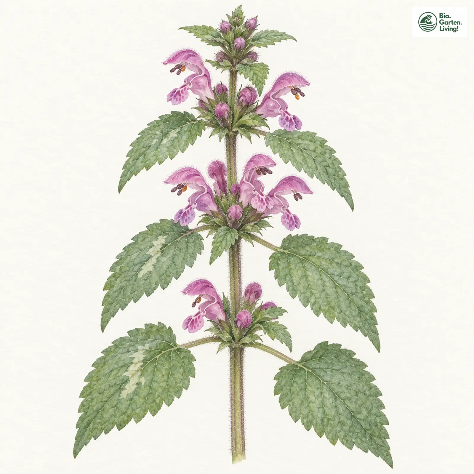 Aquarellzeichnung: Gefleckte Taubnessel (Lamium maculatum)