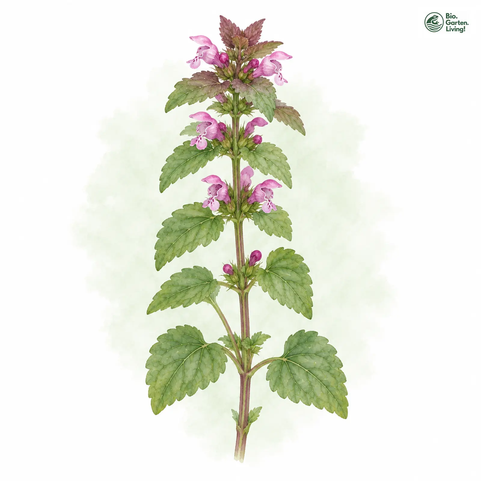 Aquarellzeichnung: Purpurrote Taubnessel (Lamium purpureum (im engeren Sinne))