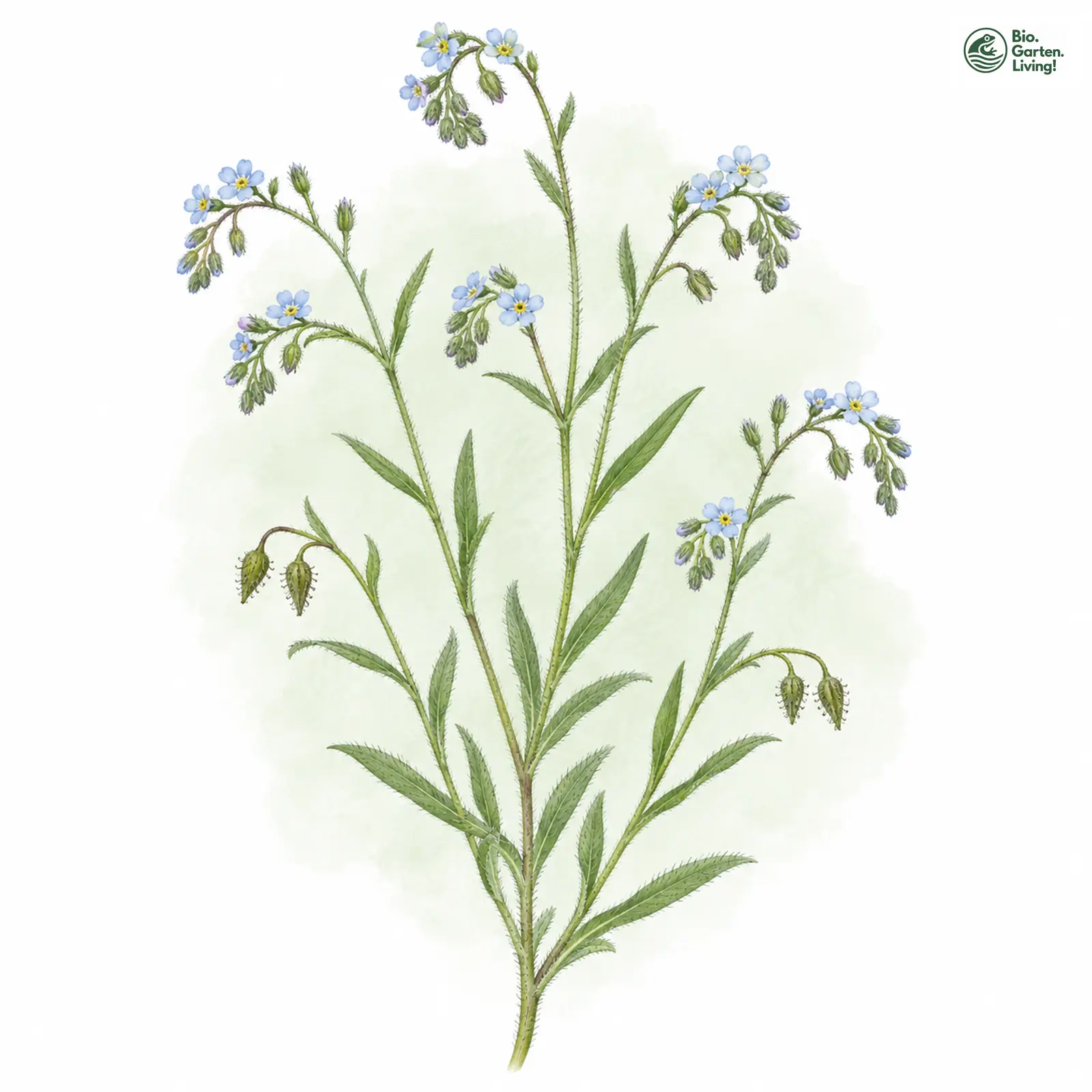 Aquarellzeichnung: Herabgebogener Igelsame (Lappula deflexa)
