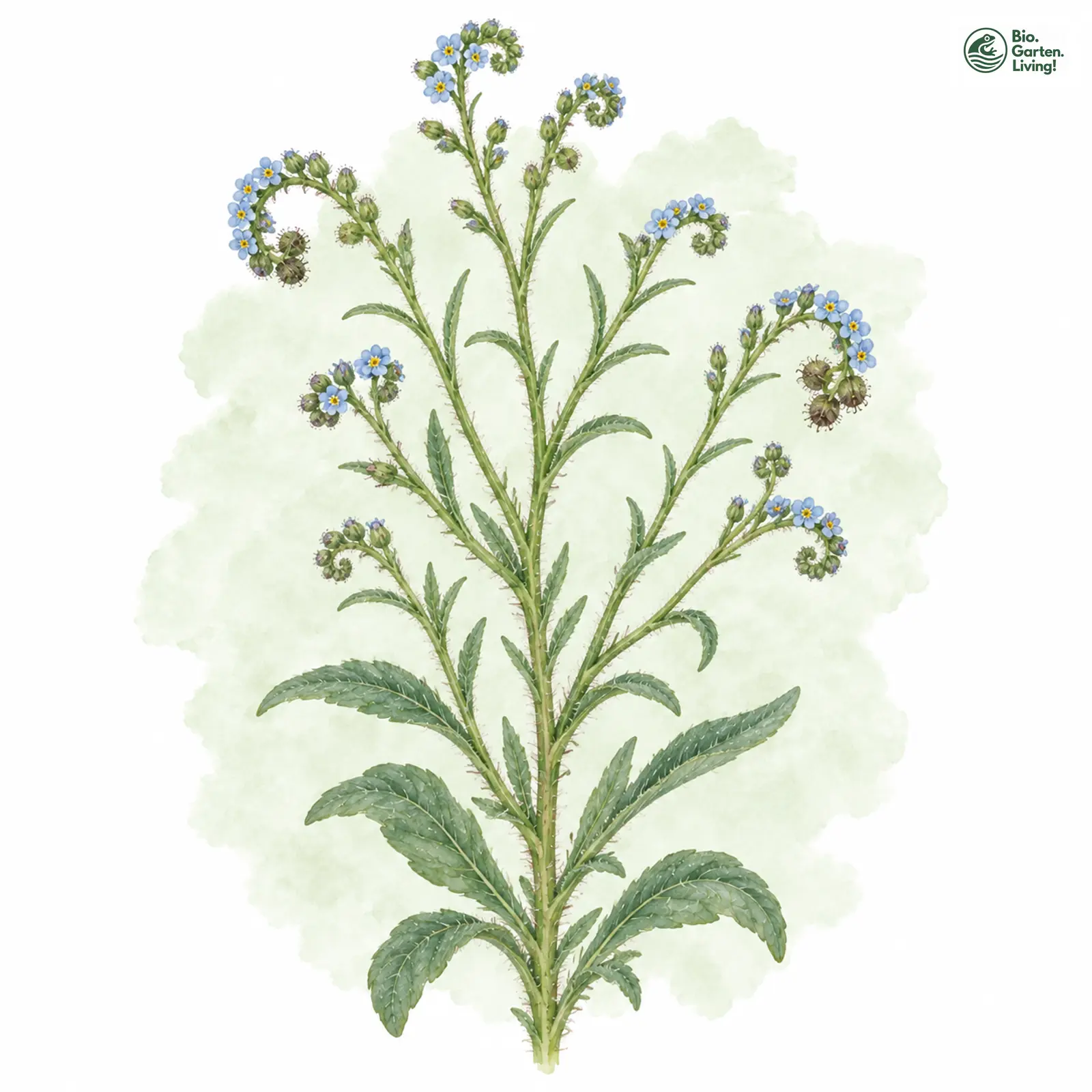 Aquarellzeichnung: Kletten-Igelsame (Lappula squarrosa)