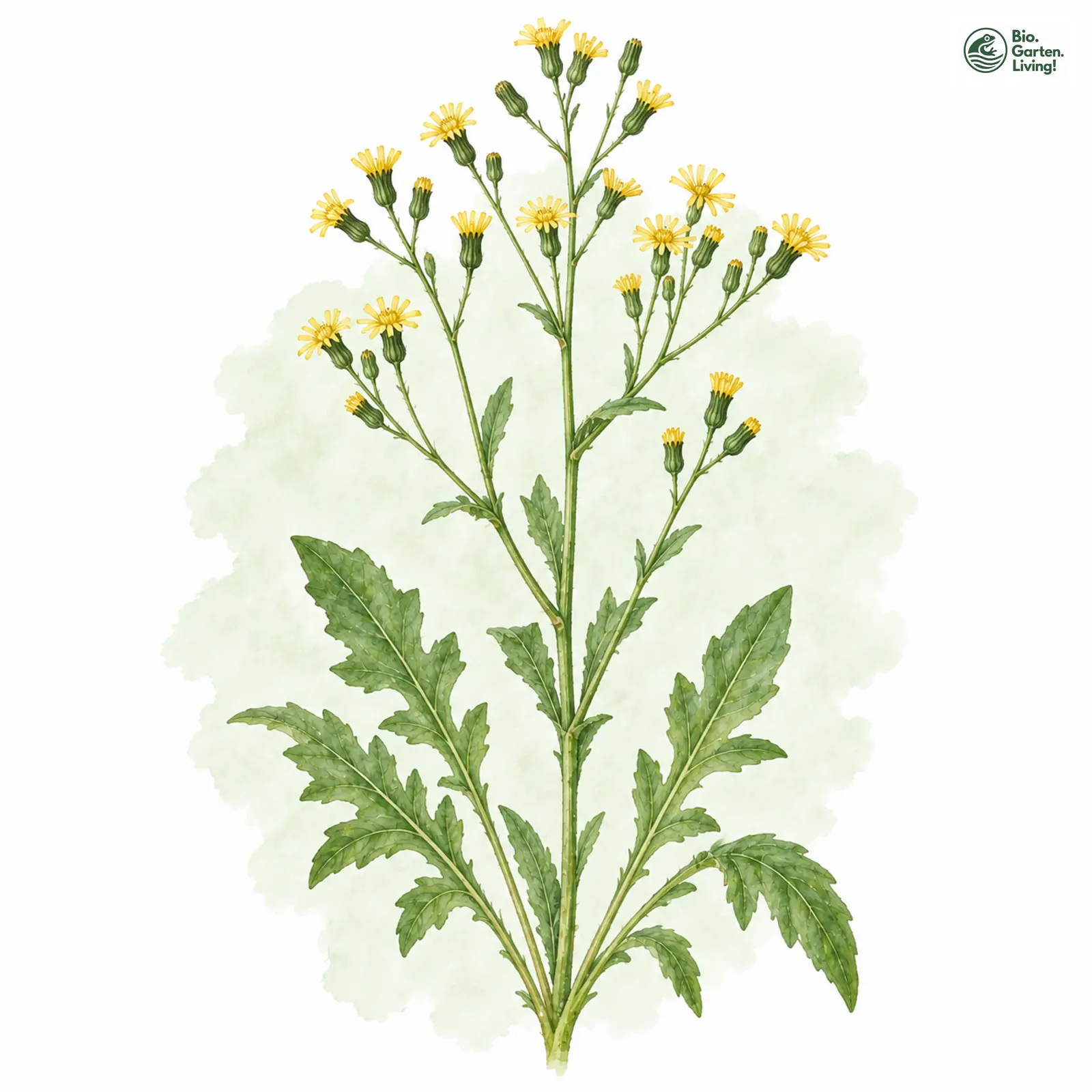 Aquarellzeichnung: Gewöhnlicher Rainkohl (Lapsana communis)
