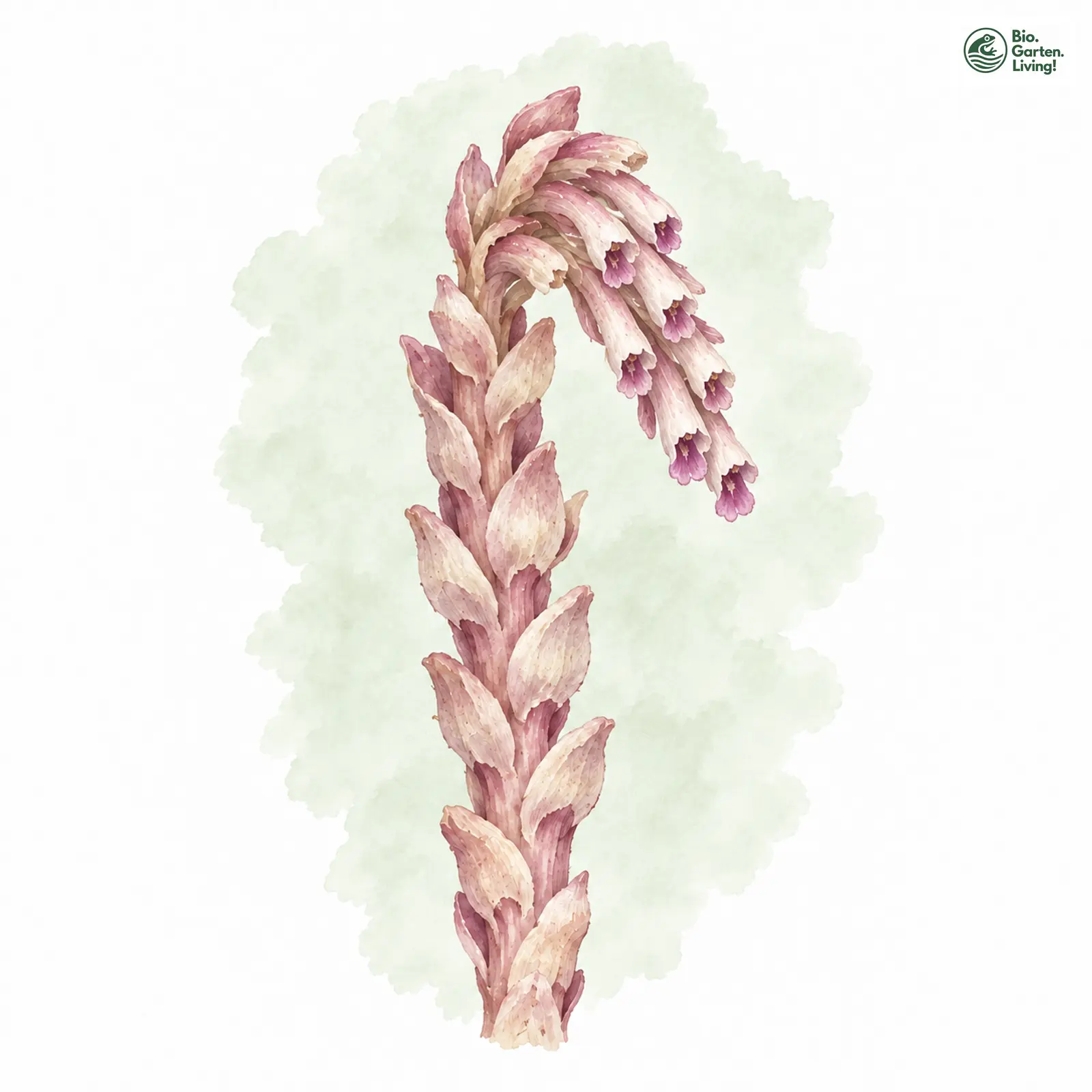 Aquarellzeichnung: Gewöhnliche Schuppenwurz (Lathraea squamaria)