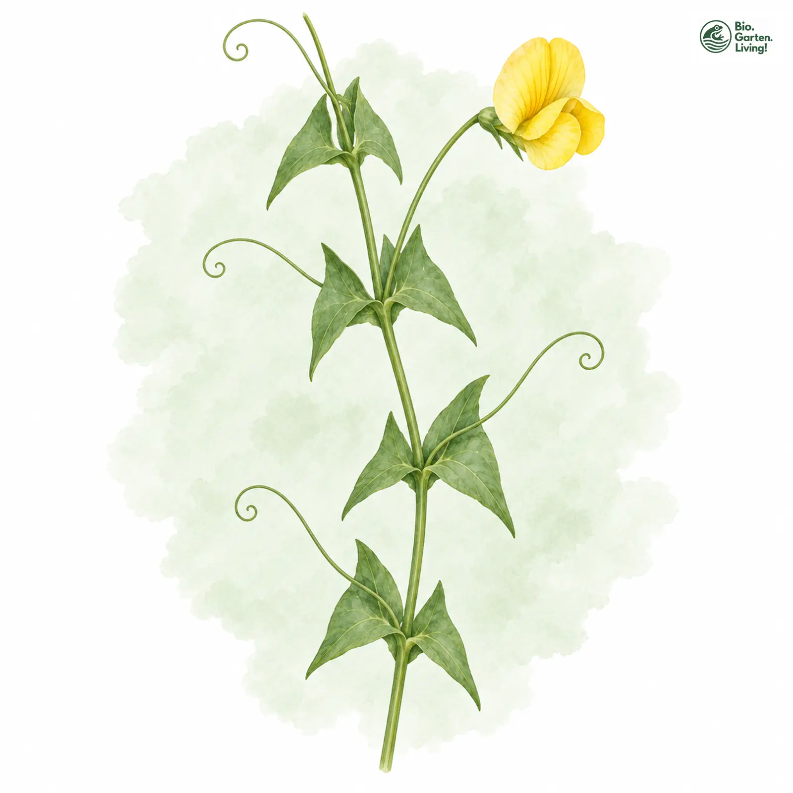 Aquarellzeichnung: Ranken-Platterbse (Lathyrus aphaca)