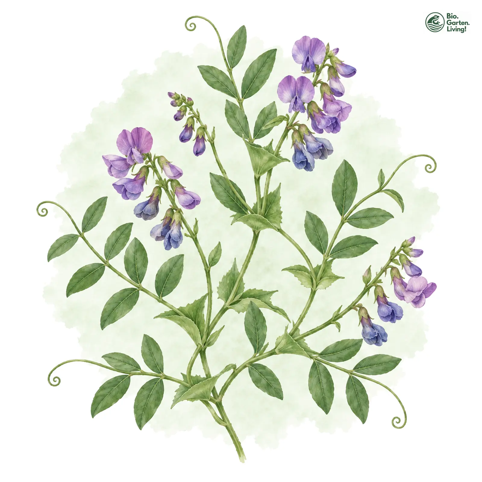 Aquarellzeichnung: Japanische Platterbse (Lathyrus japonicus)