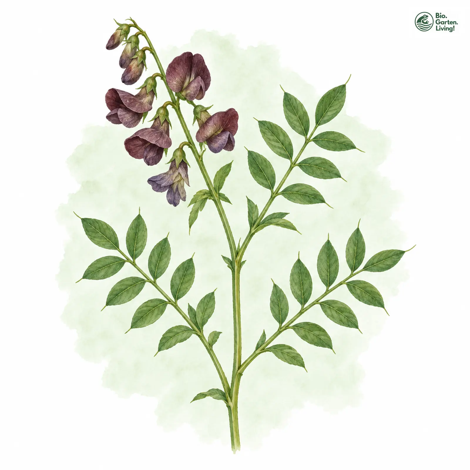 Aquarellzeichnung: Schwarze Platterbse (Lathyrus niger)