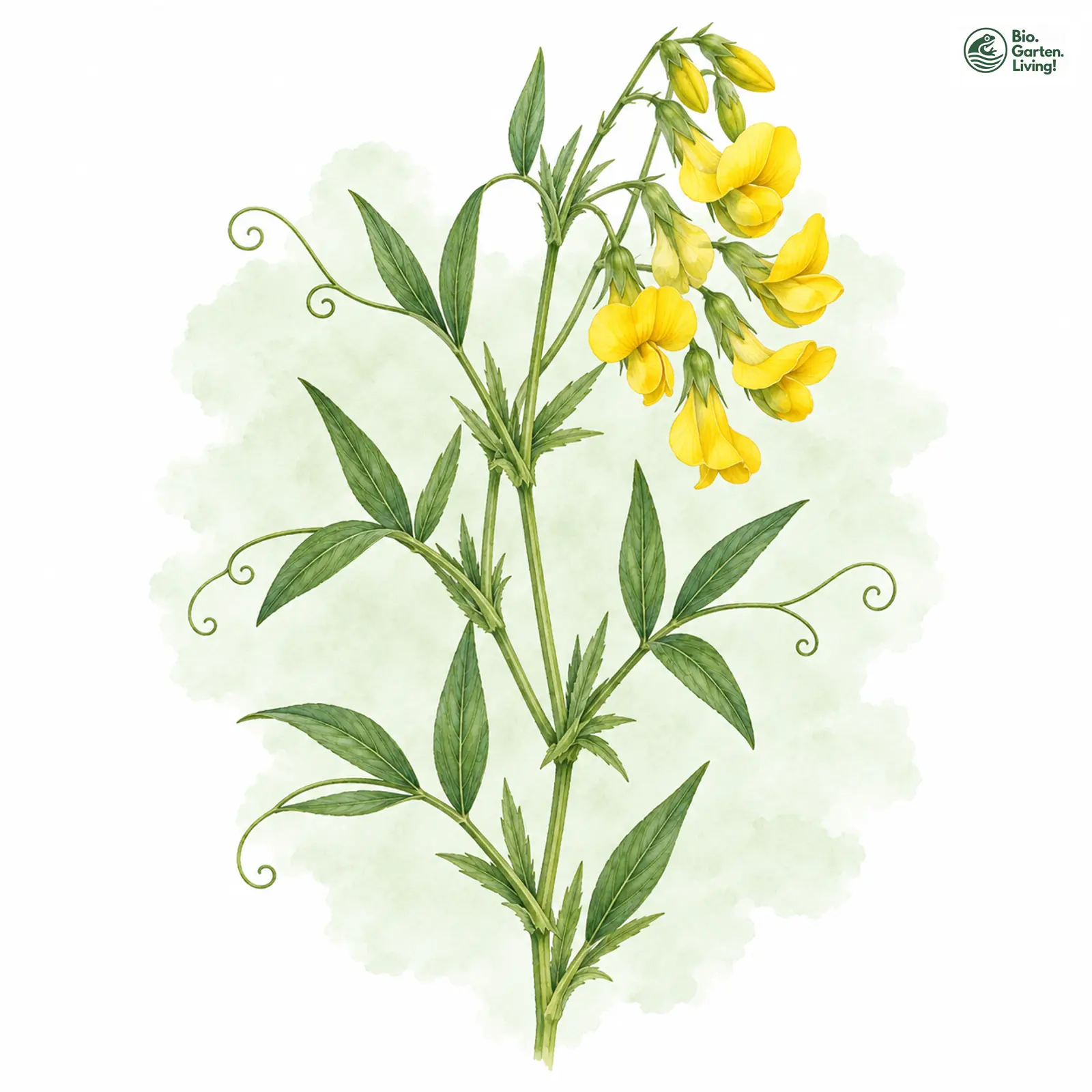 Aquarellzeichnung: Wiesen-Platterbse (Lathyrus pratensis)