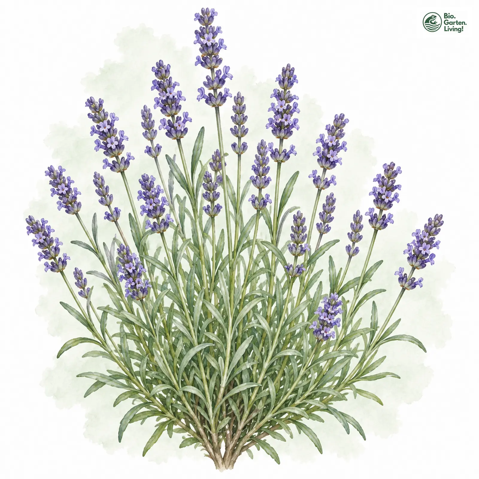 Aquarellzeichnung: Echter Lavendel (Lavandula angustifolia)