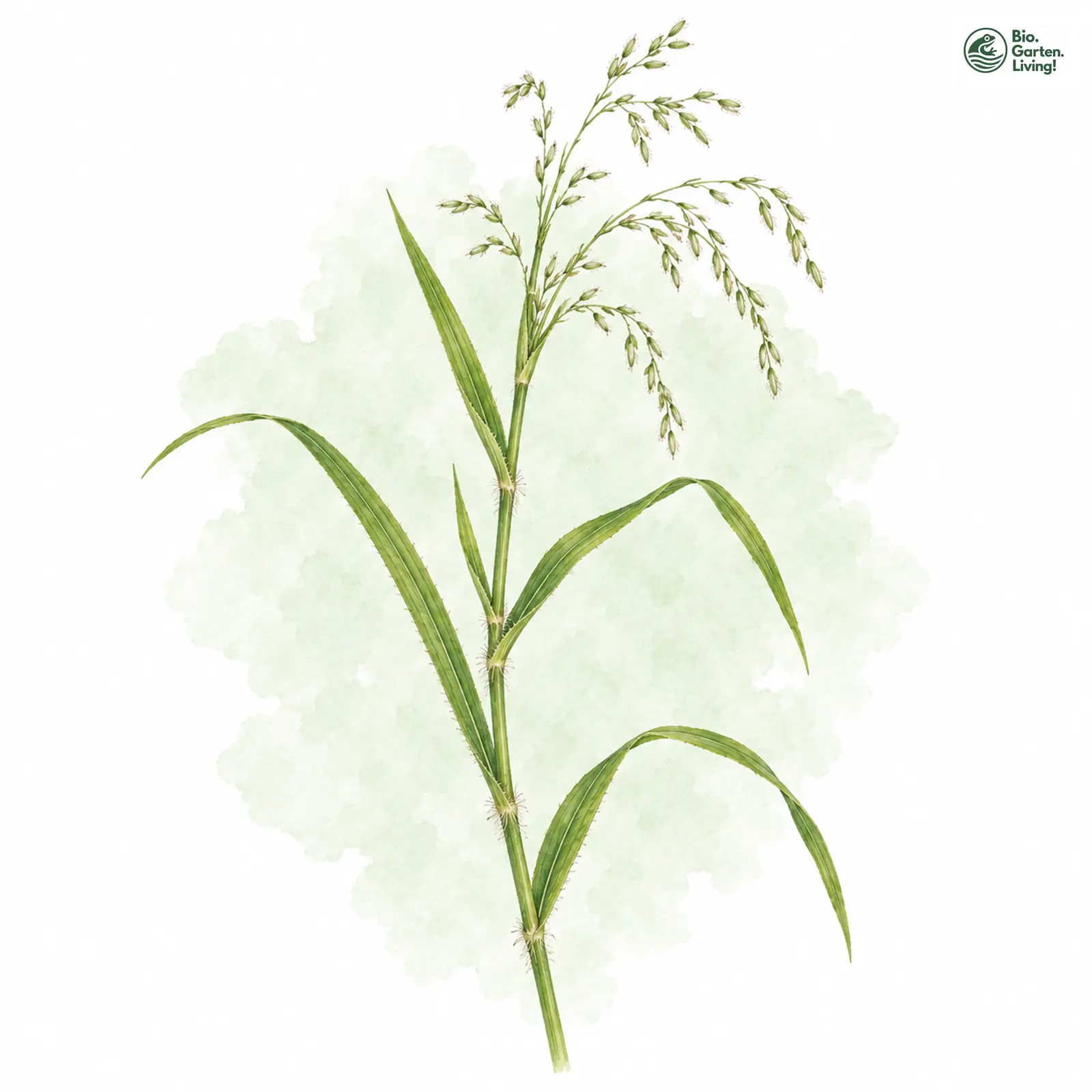 Aquarellzeichnung: Kleistogamer Queckenreis (Leersia oryzoides)