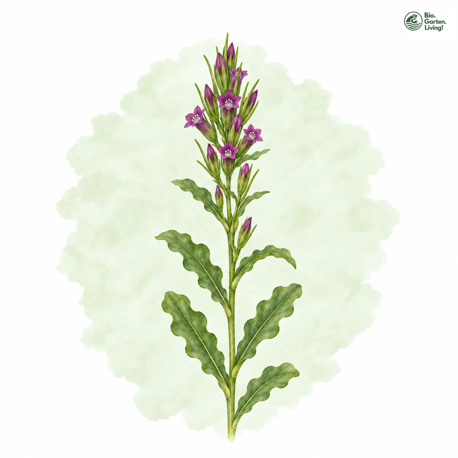 Aquarellzeichnung: Kleinblütiger Frauenspiegel (Legousia hybrida)