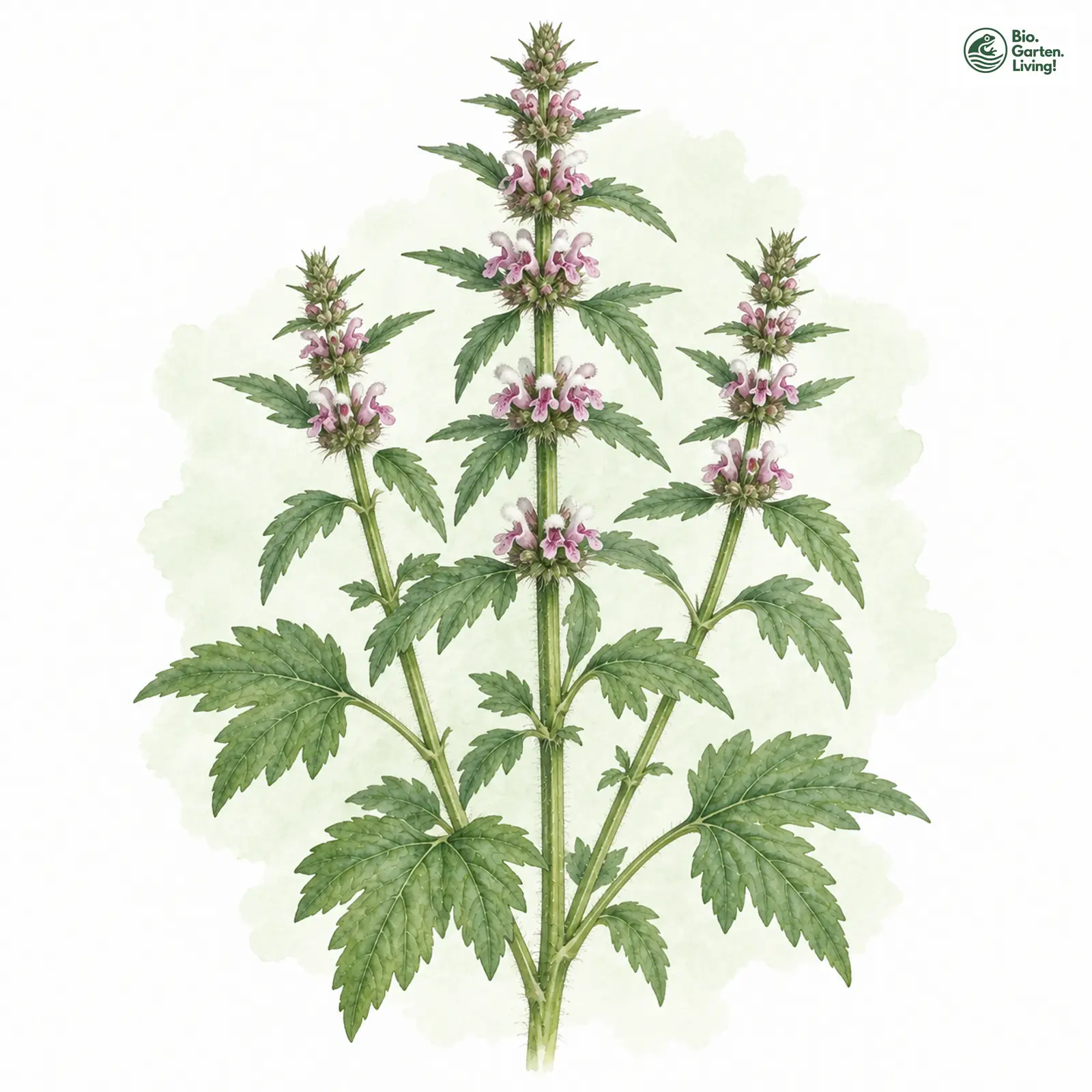 Aquarellzeichnung: Echtes Herzgespann (Leonurus cardiaca)