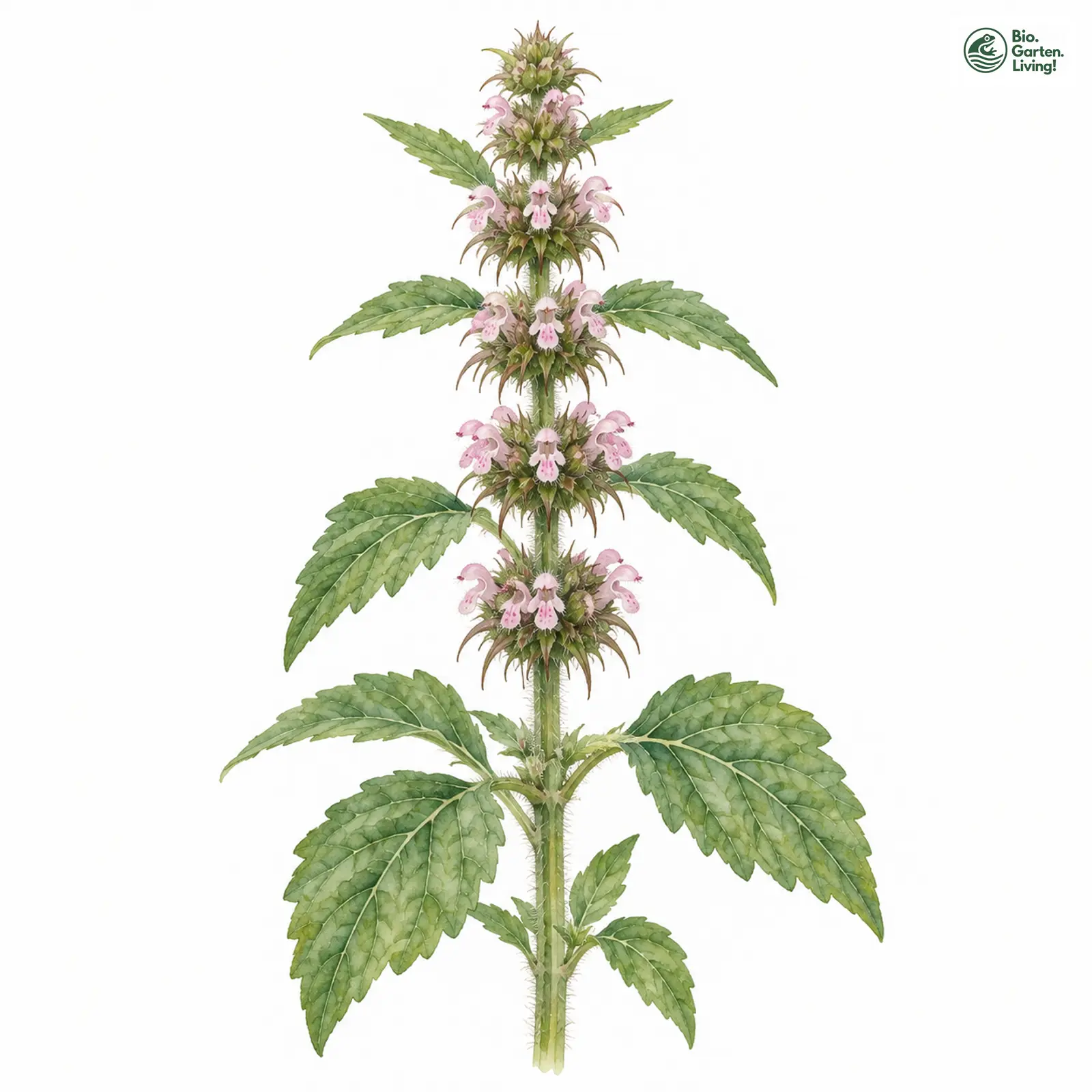 Aquarellzeichnung: Andorn-Herzgespann (Leonurus marrubiastrum)