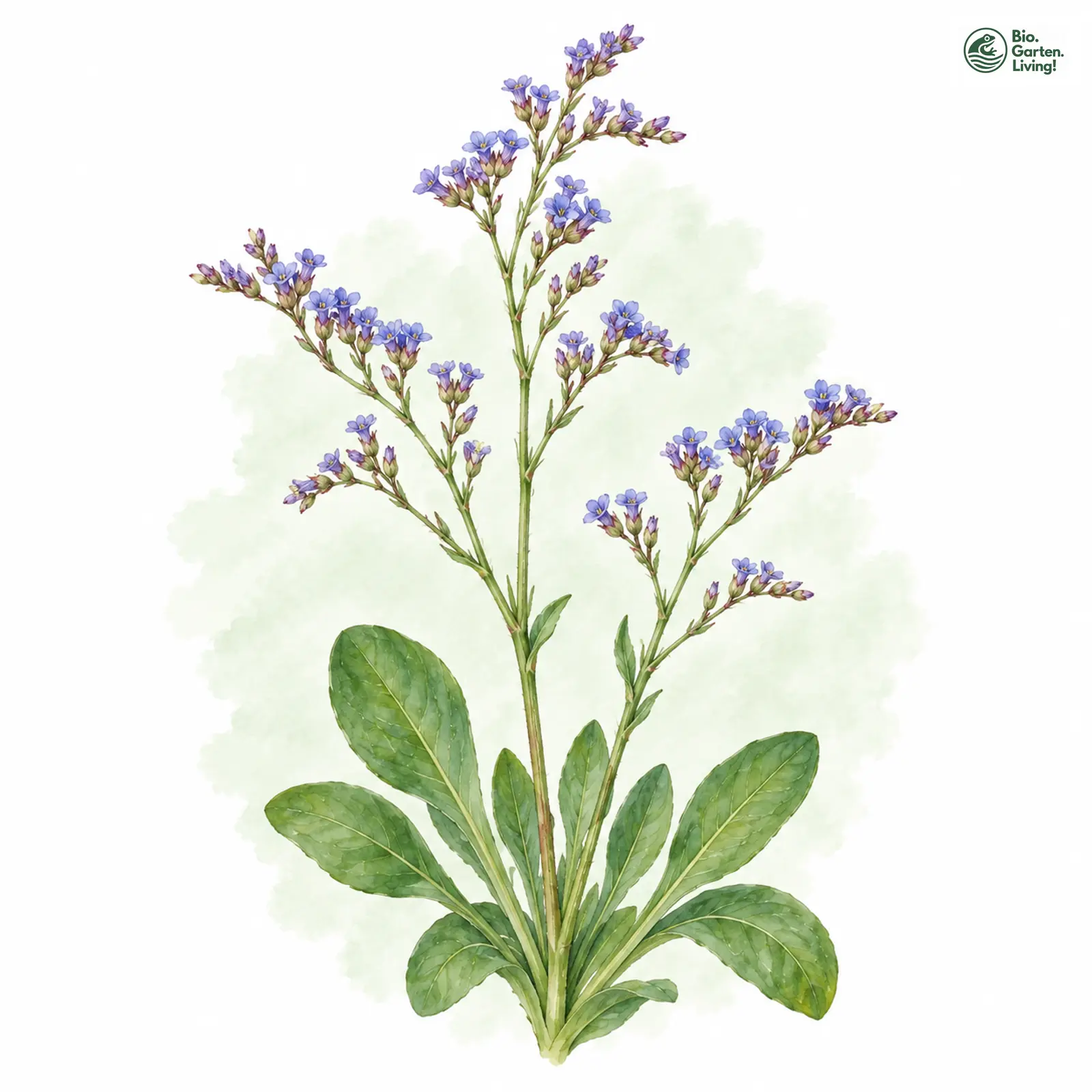 Aquarellzeichnung: Gewöhnlicher Strandflieder (Limonium vulgare)